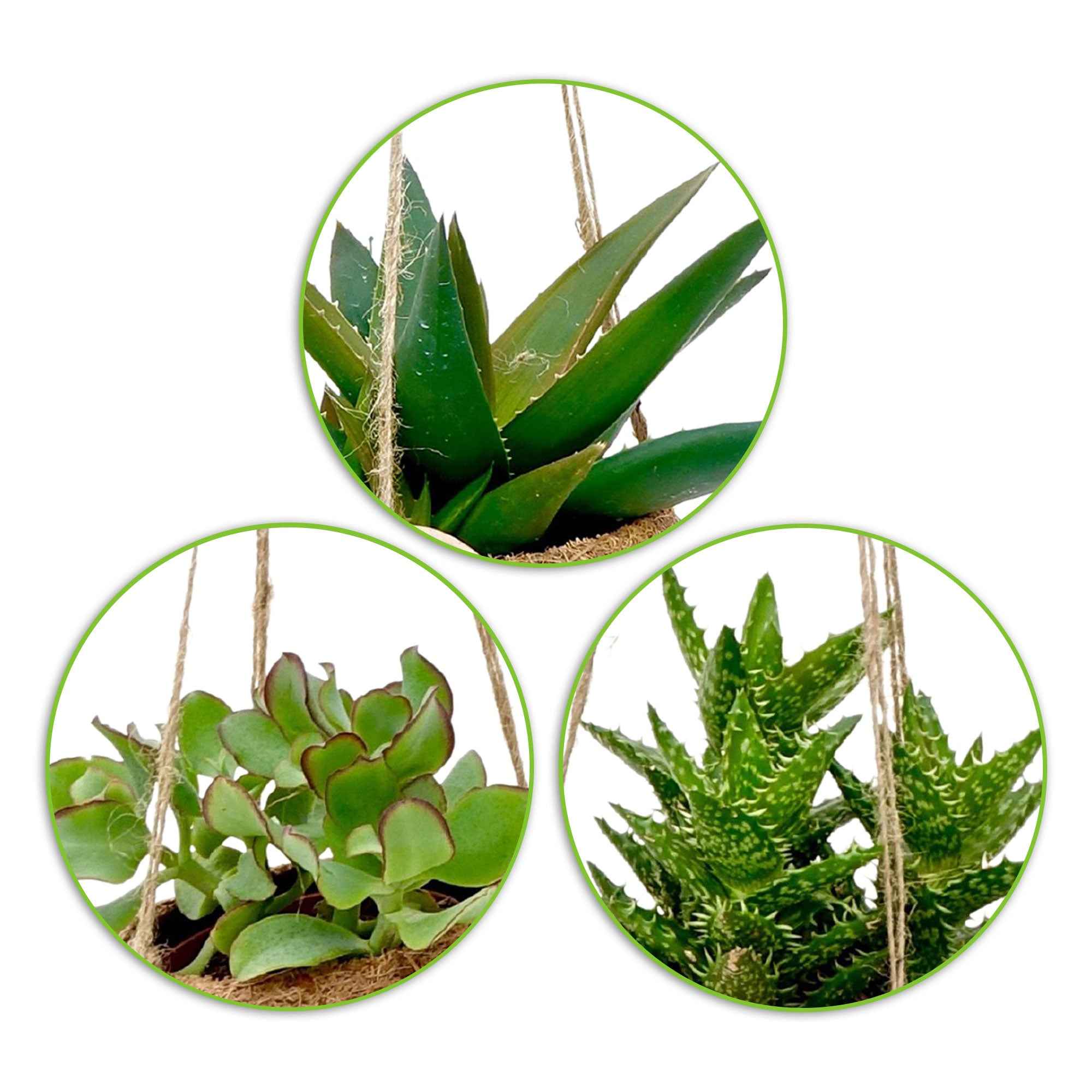 Miniatuur 2