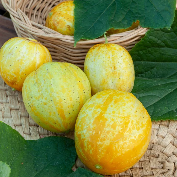 Komkommer rond Lemon Crystal Apple