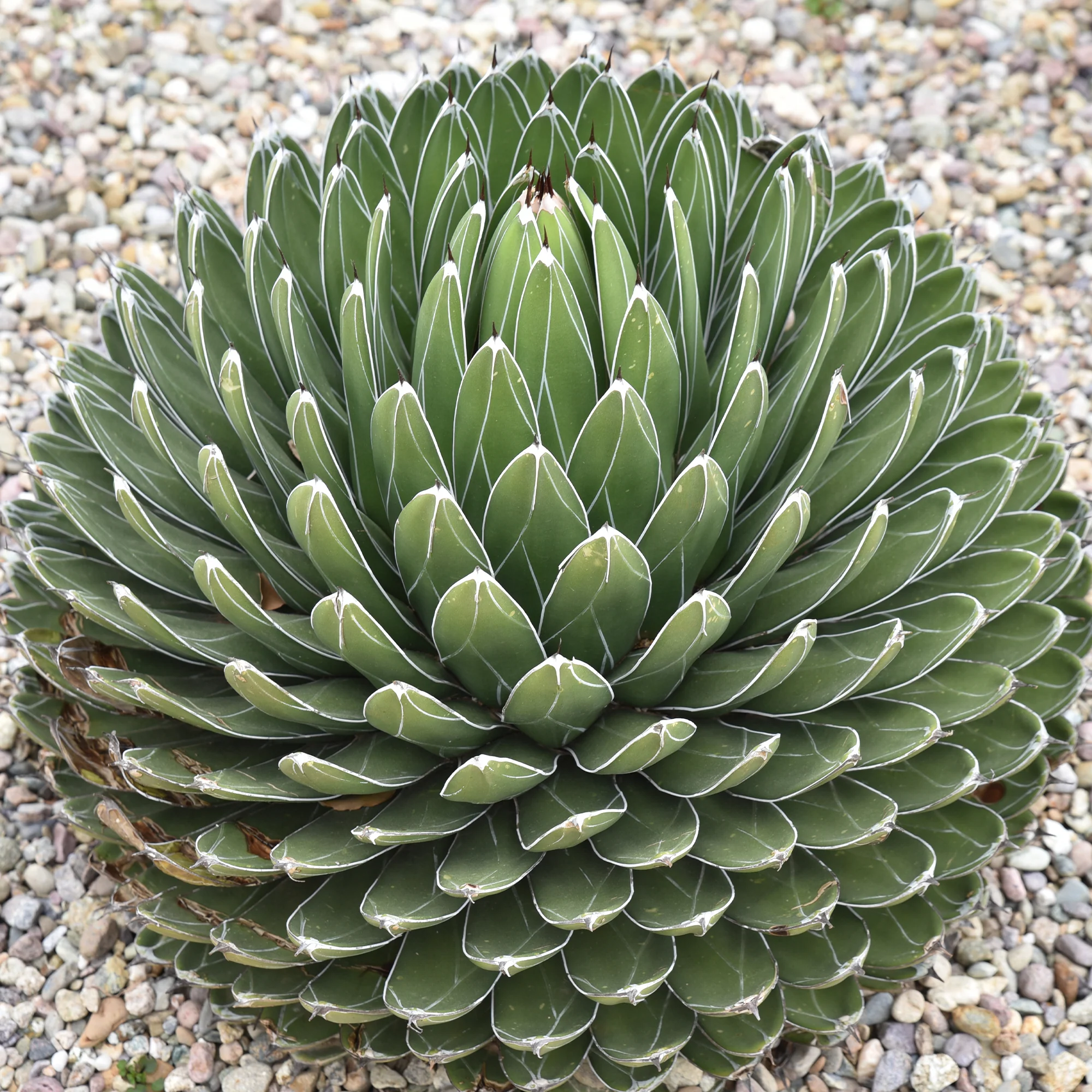 Koningin Victoria agave - Image 5