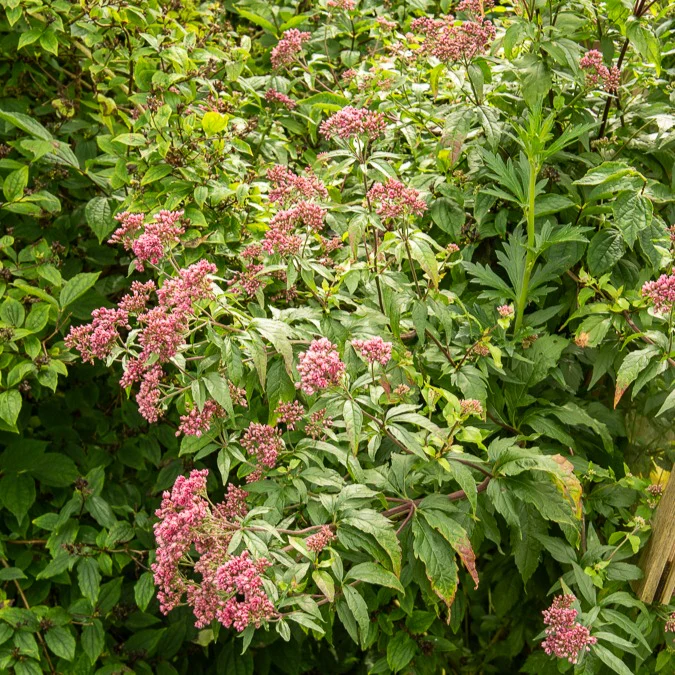 Koninginnekruid - Image 2