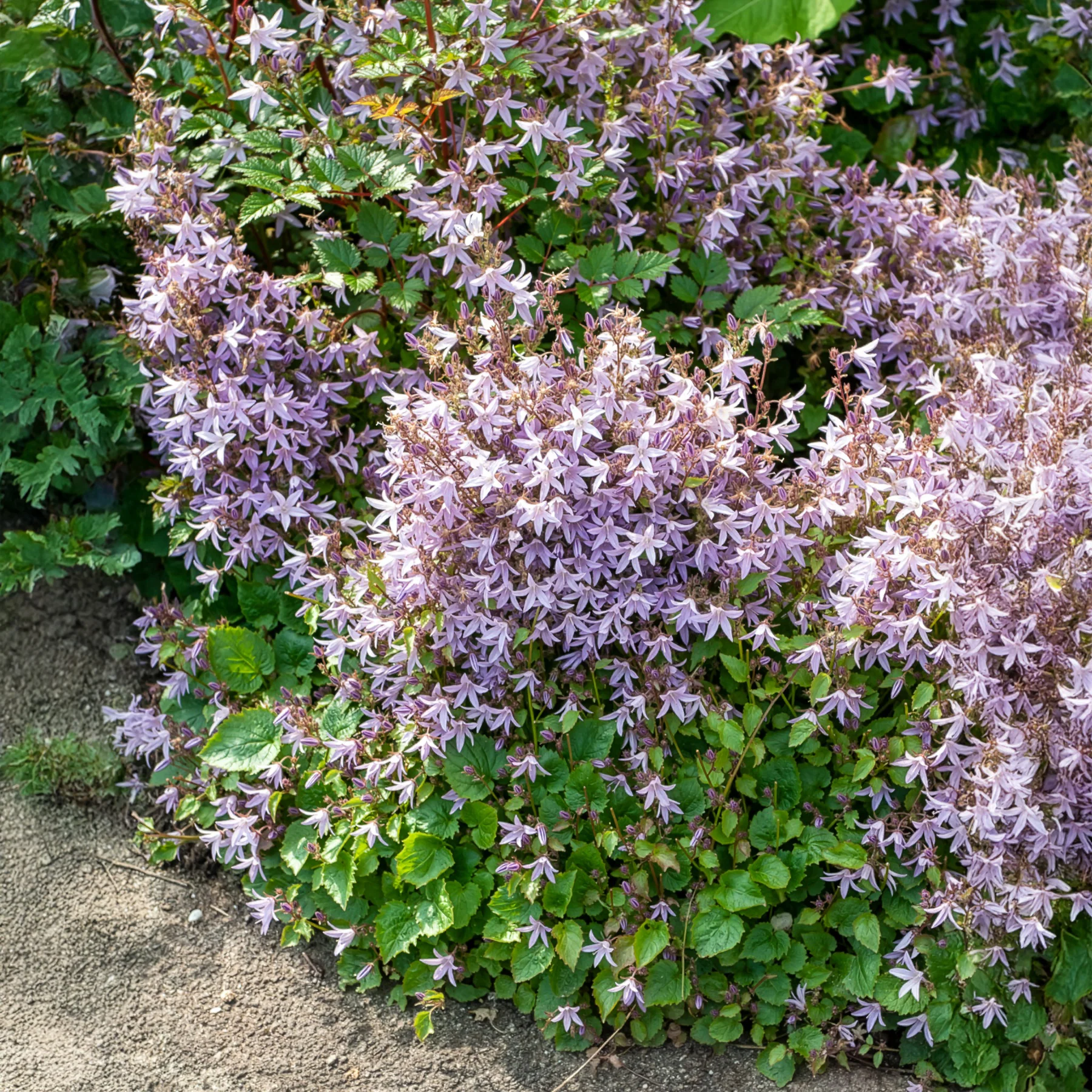 Kruipklokje Lisduggan Variety - Image 2