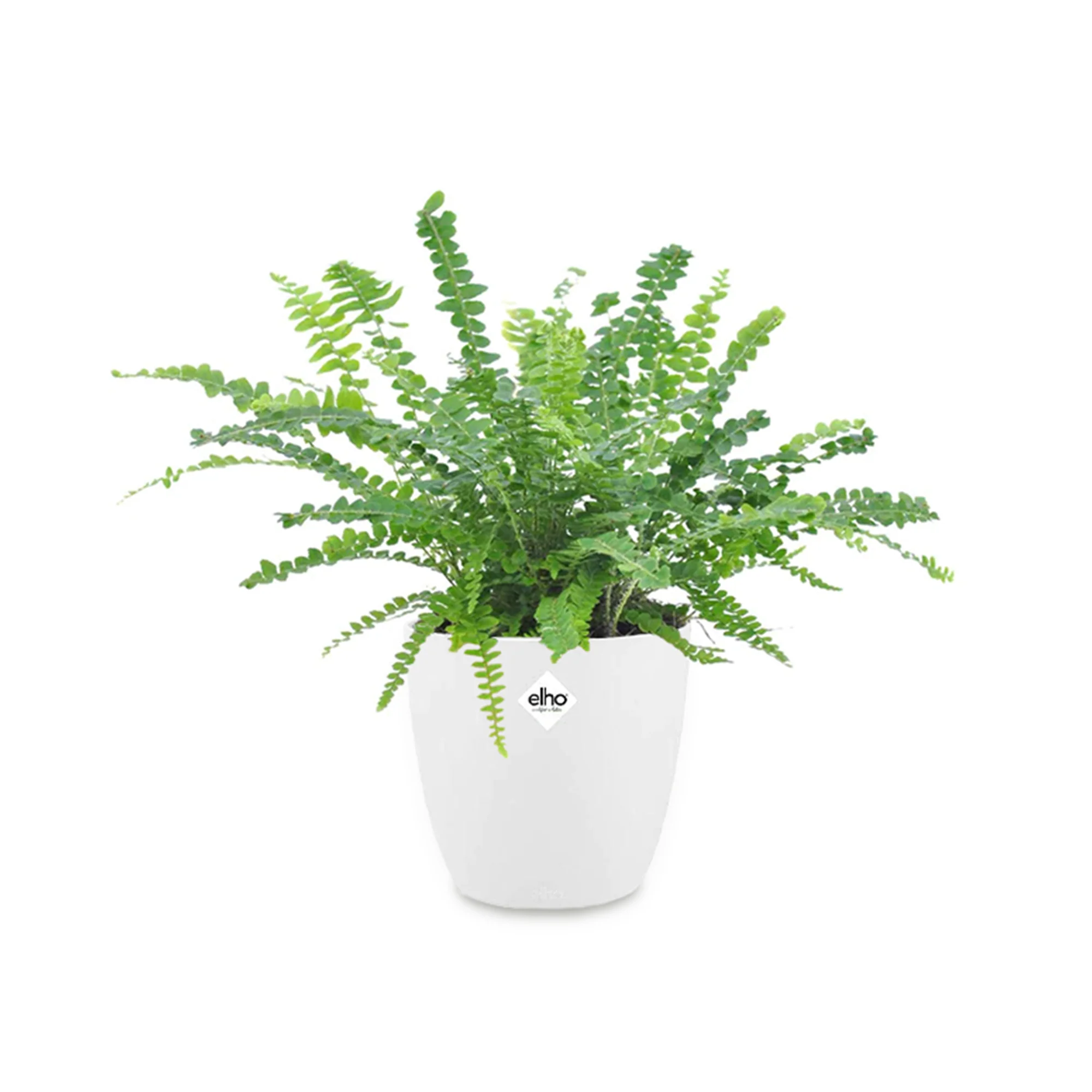 Krulvaren 'Duffi' incl. witte sierpot