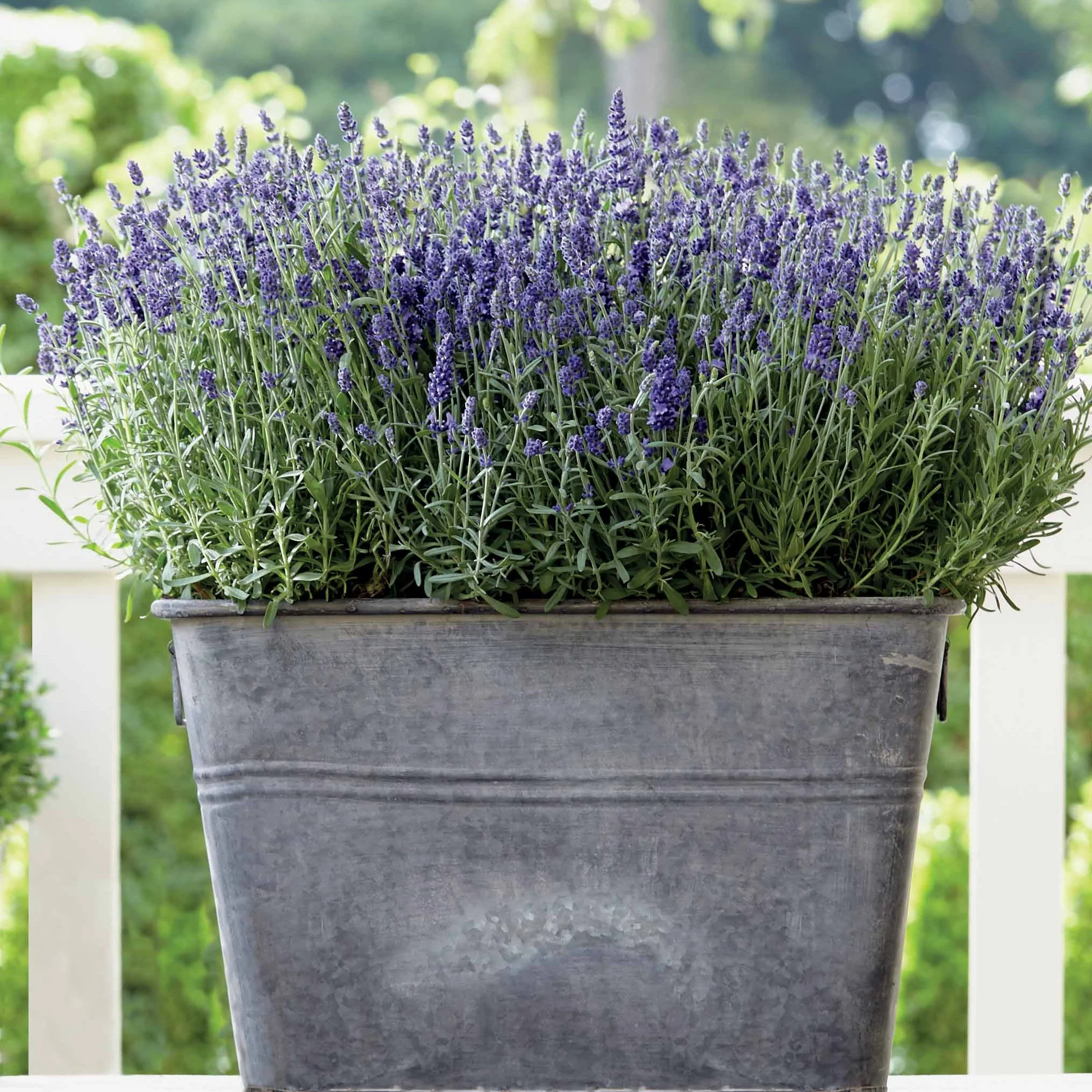 Lavendel (x3) - Image 2