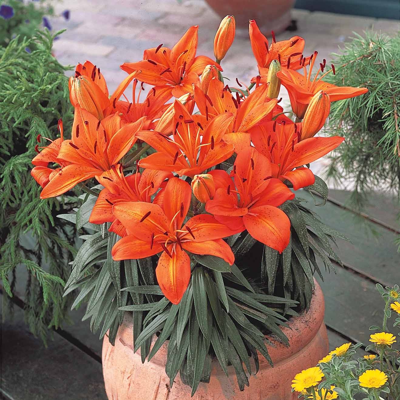 Miniatuur 1