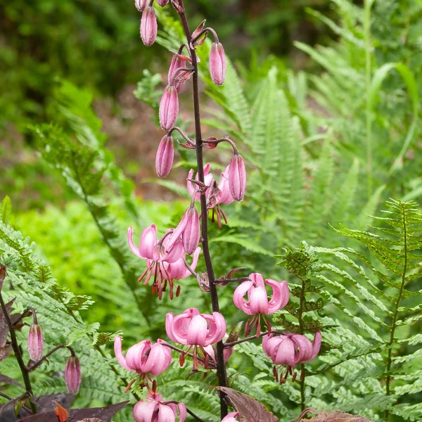 Lelie 'Pink Morning'
