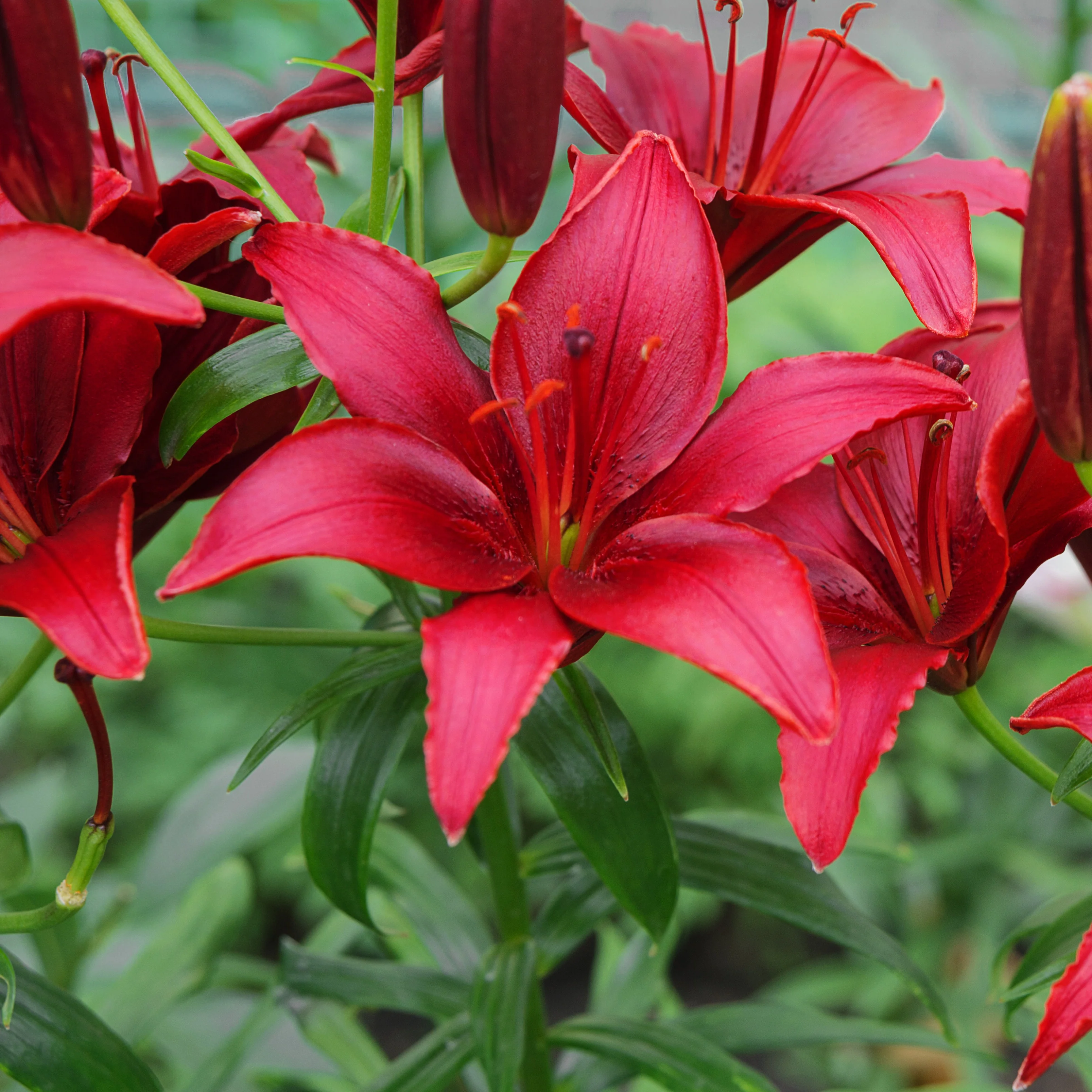 Lelie 'Red County' (x2)