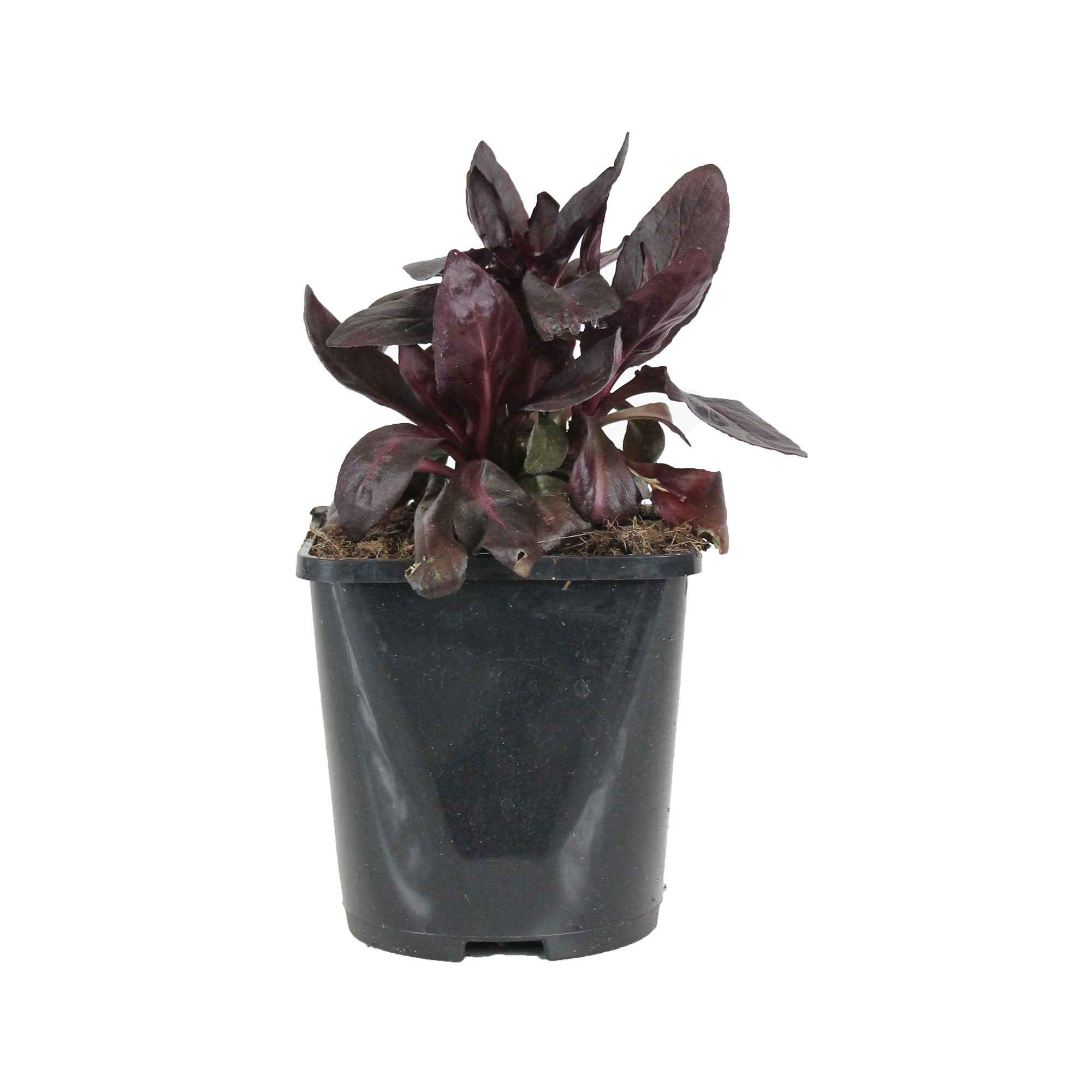 Lobelia 'Queen Victoria' - Image 4