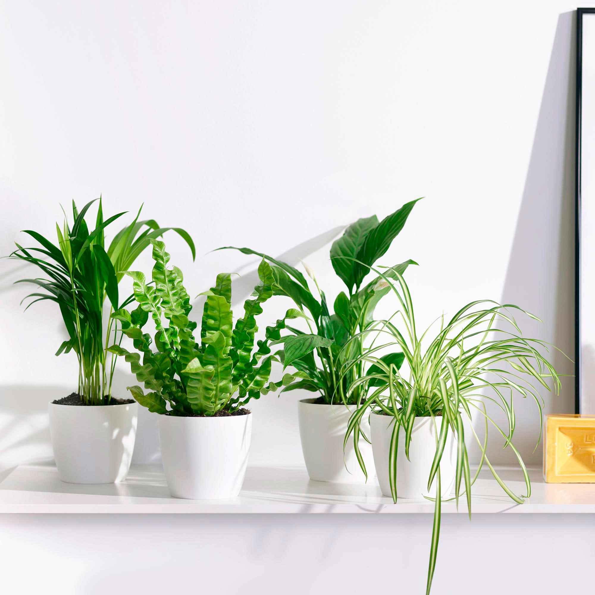 Miniatuur 1