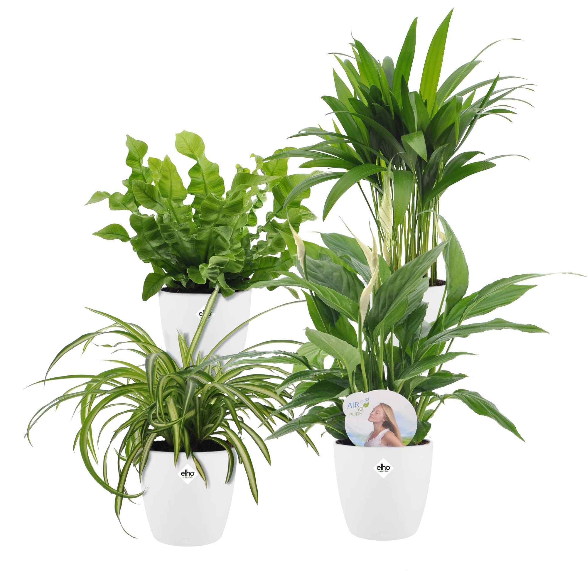 Miniatuur 2