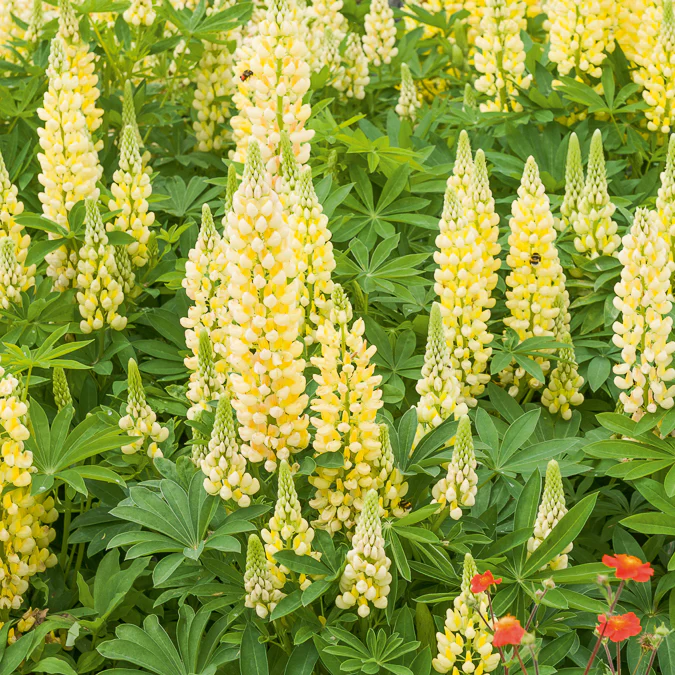 Lupine Gallery Yellow - Image 2