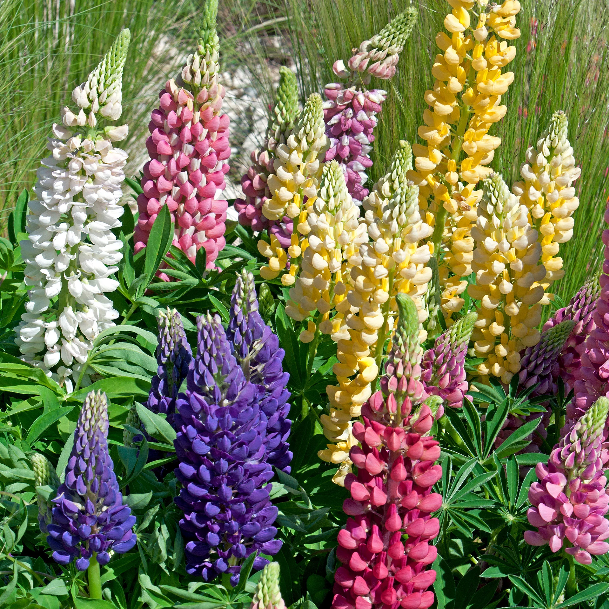 Lupine 'Hybrid Russell' (x5)