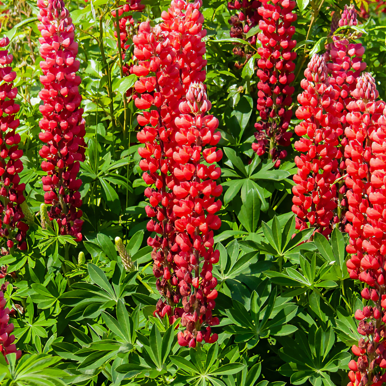 Lupine My Castle Rouge