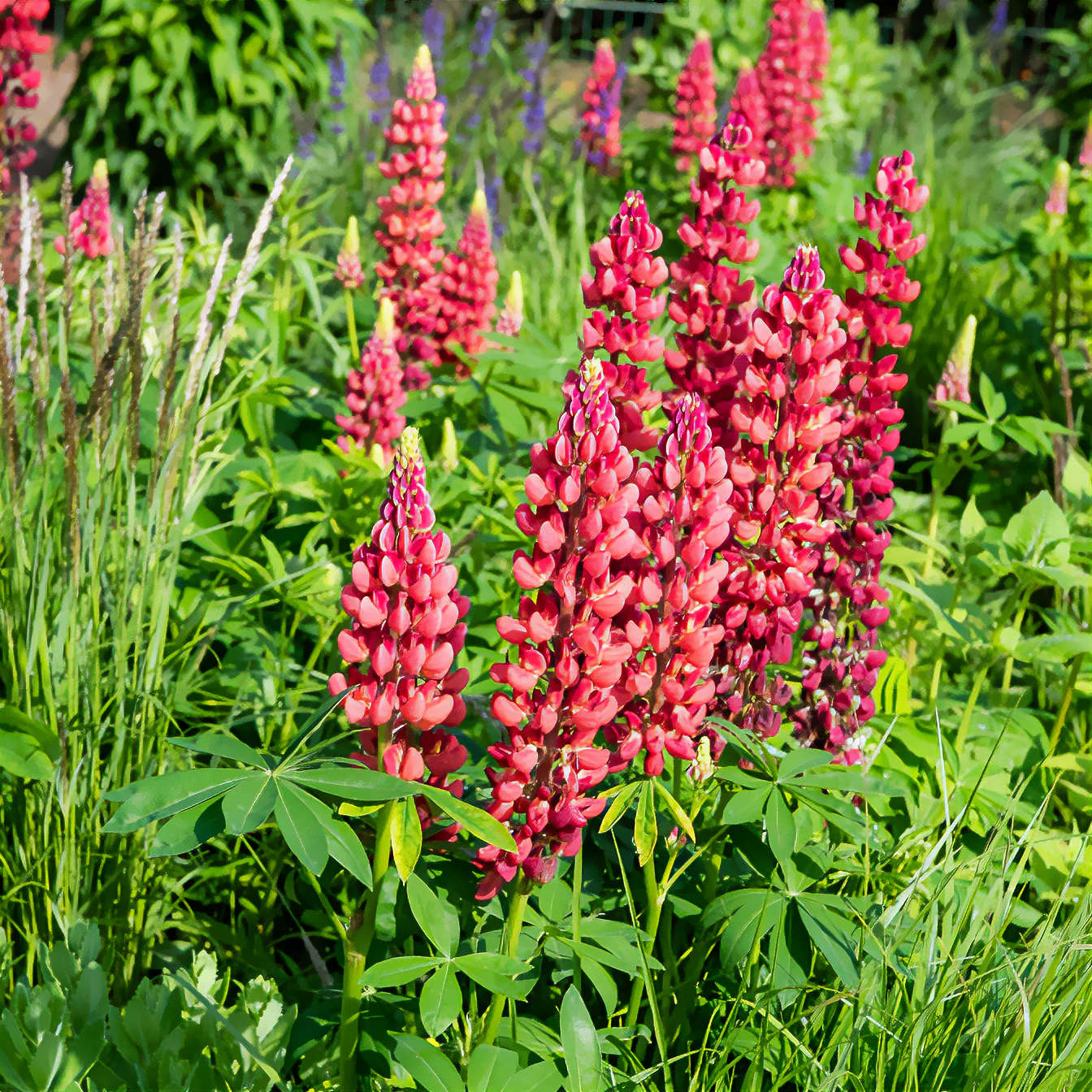 Lupine My Castle Rouge - Image 2