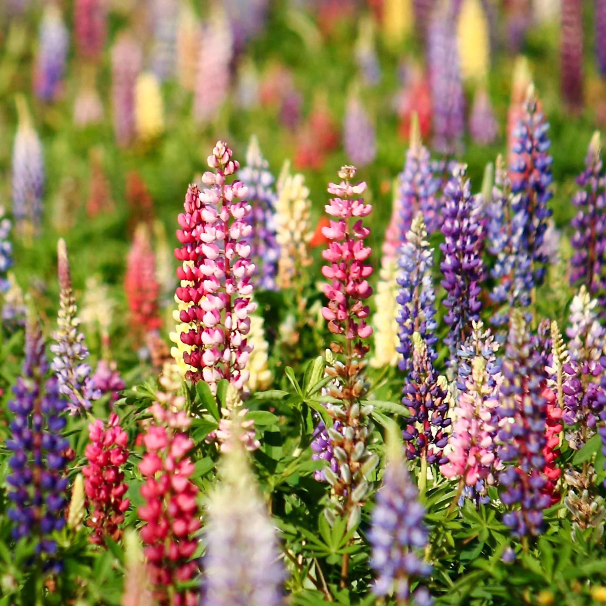 Lupine 'Russell' - Image 2