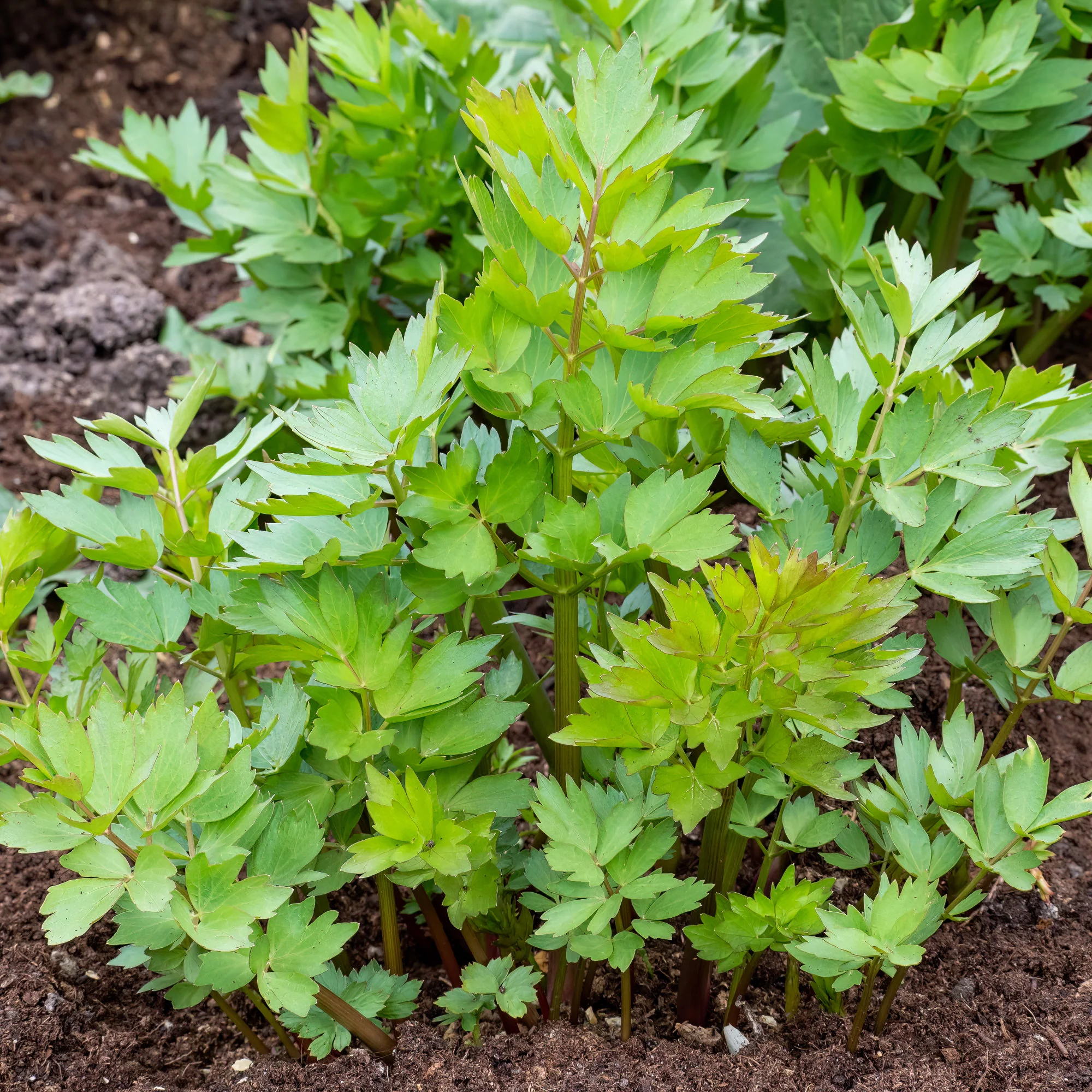 Maggieplant - Image 2