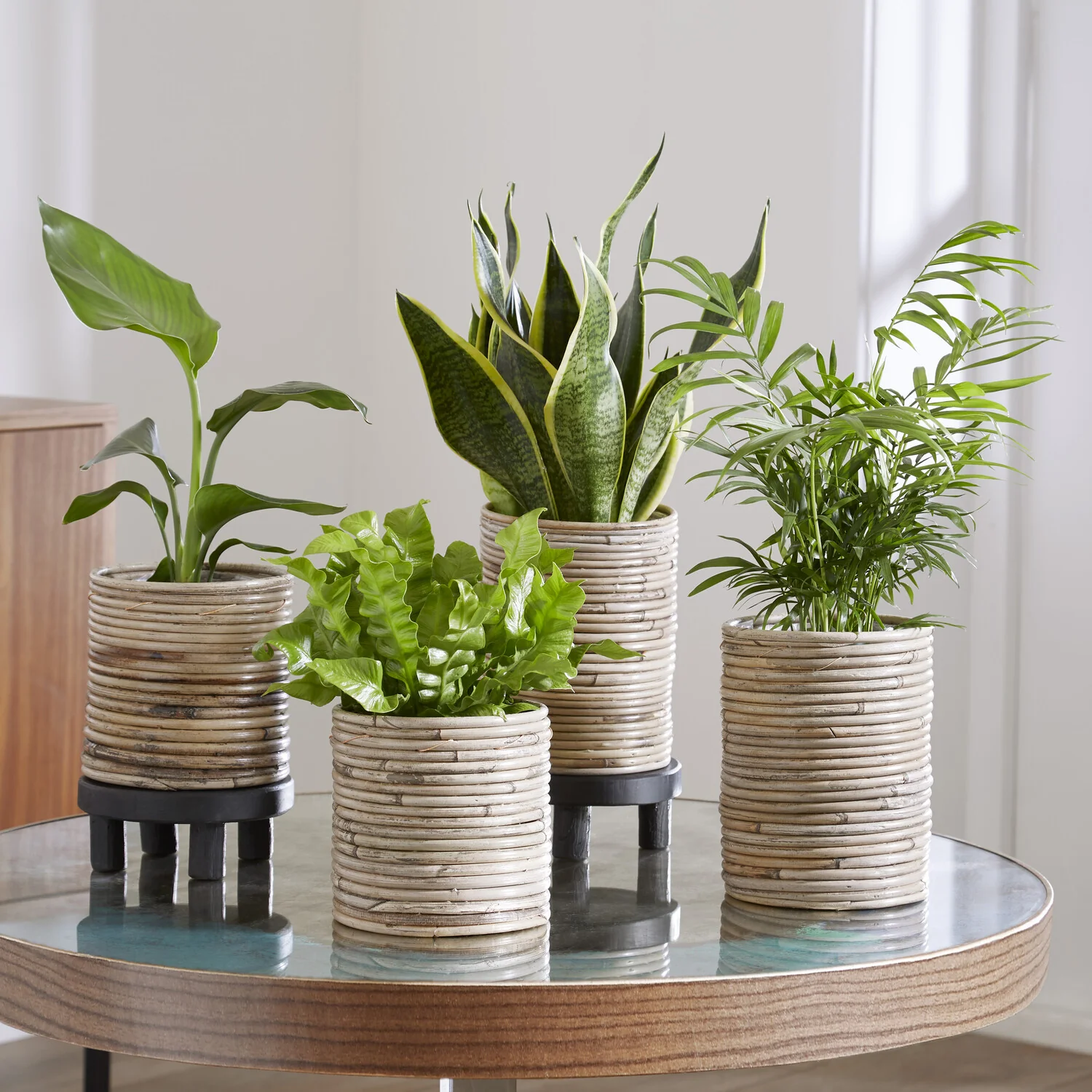 Makkelijke kamerplanten Mix - groen (x4)