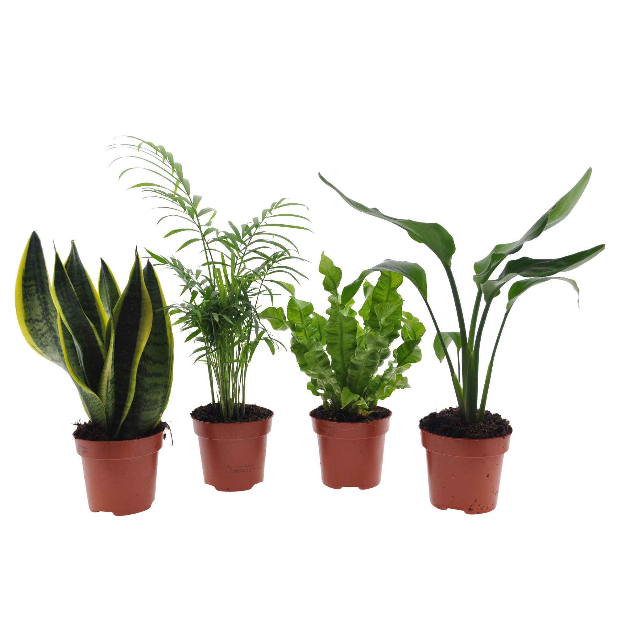 Makkelijke kamerplanten Mix - groen (x4) - Image 2