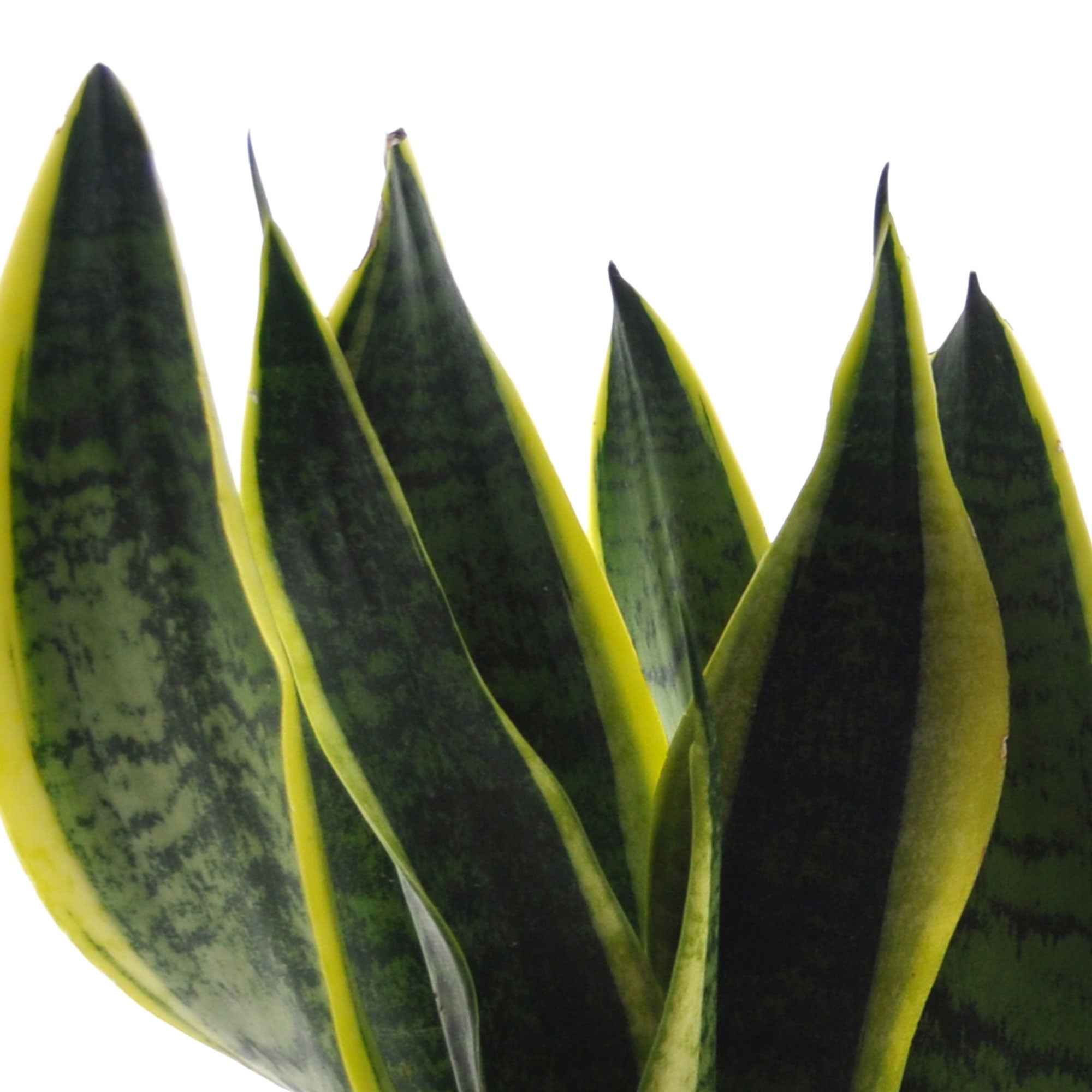 Makkelijke kamerplanten Mix - groen (x4) - Image 3