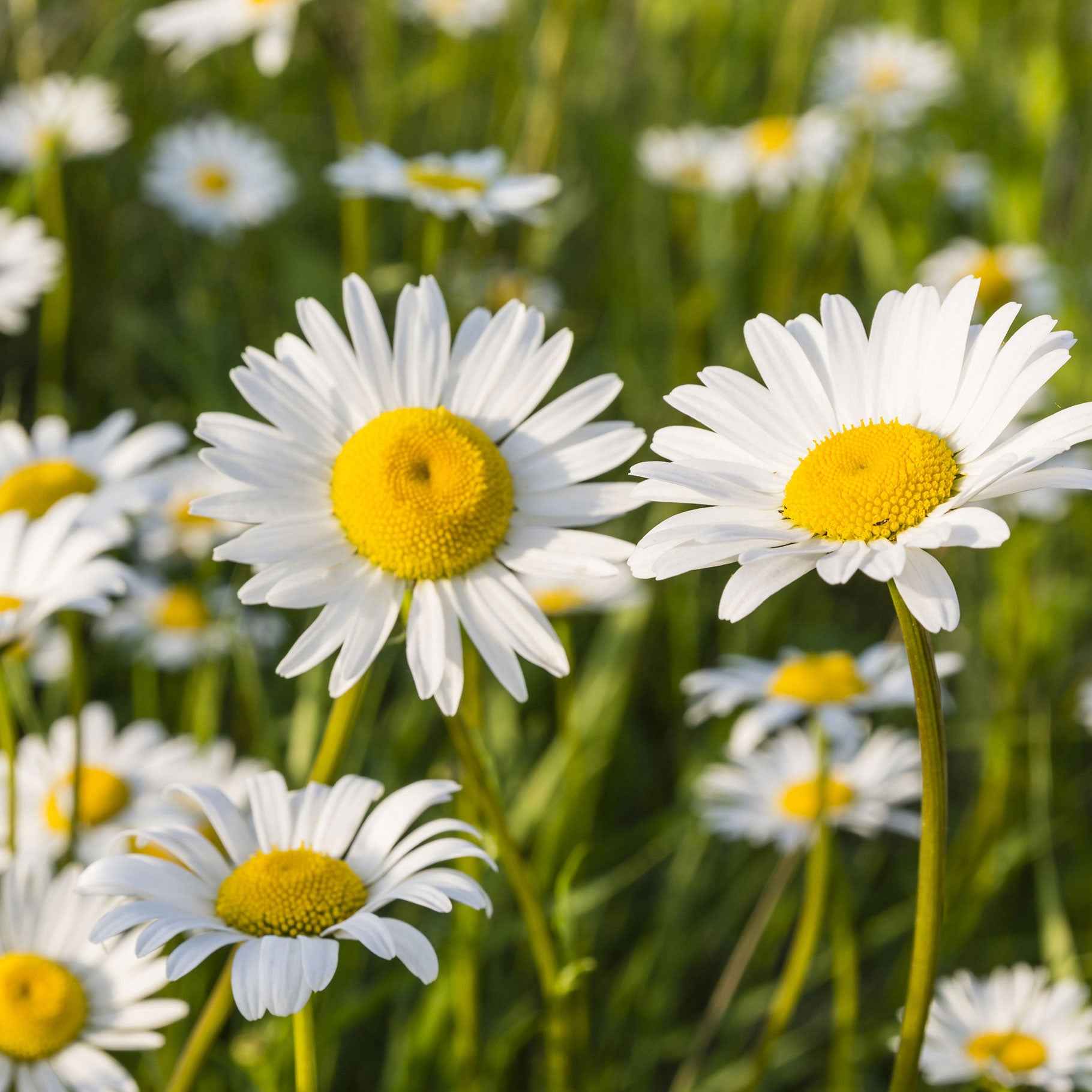 Margriet 'Maikoningin'