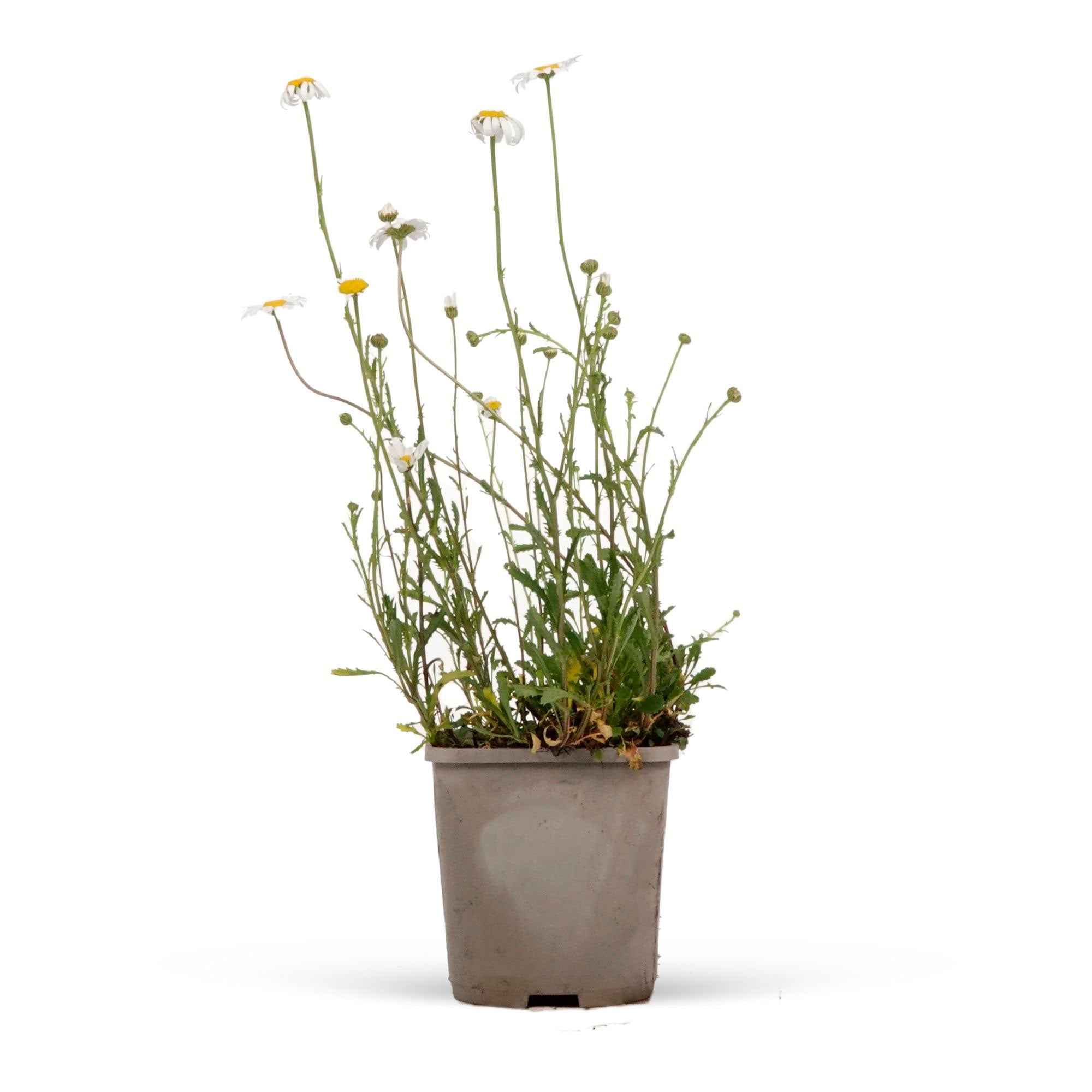 Margriet 'Maikoningin' - Image 2