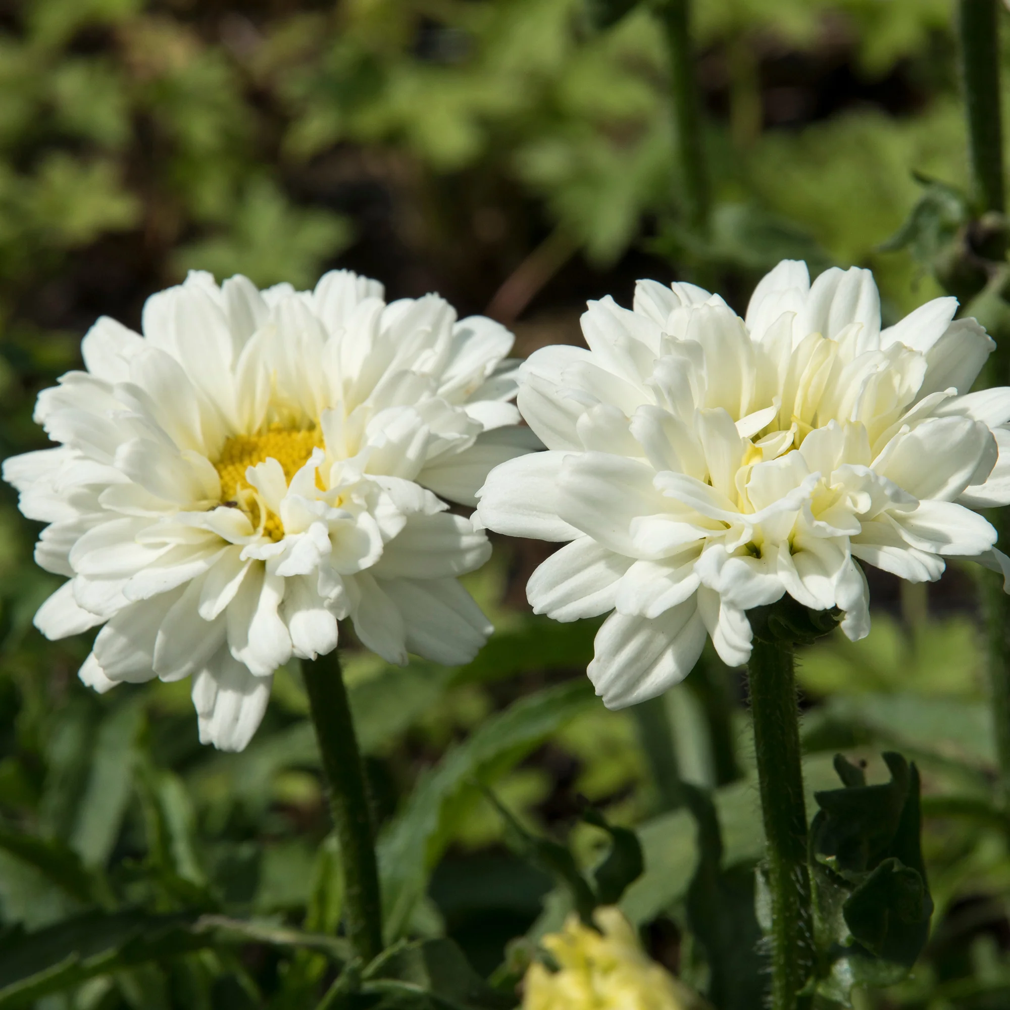 Margriet 'Victorian Secret'® - Image 3