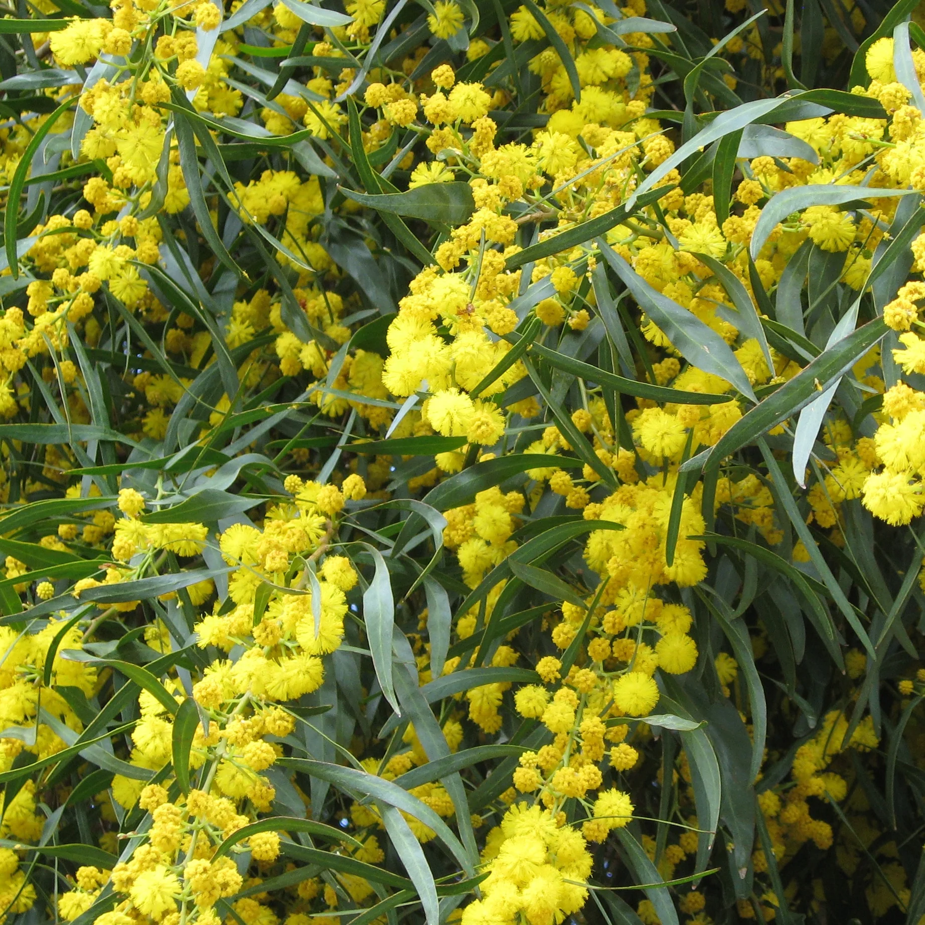Mimosa der vier seizoenen