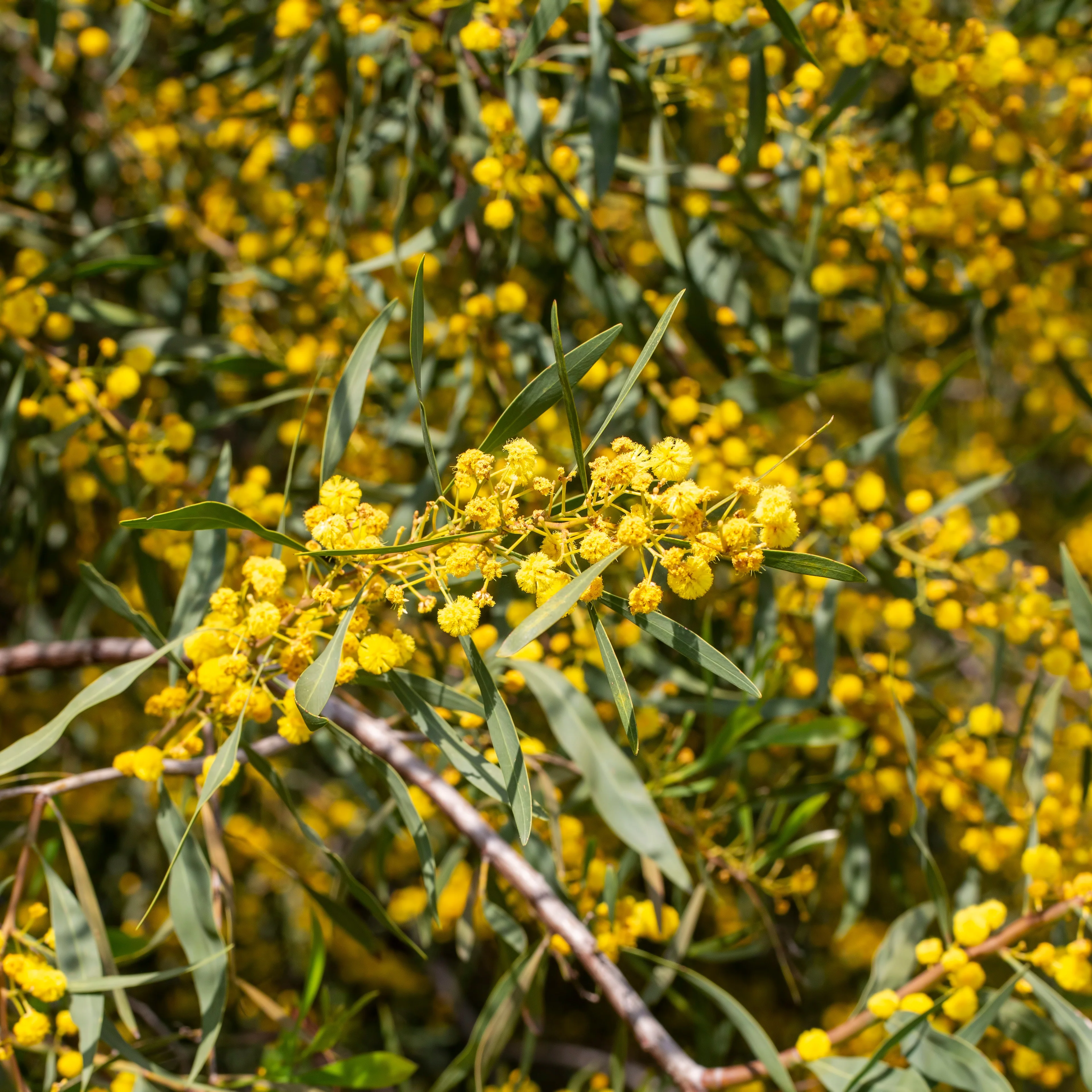 Mimosa der vier seizoenen - Image 2