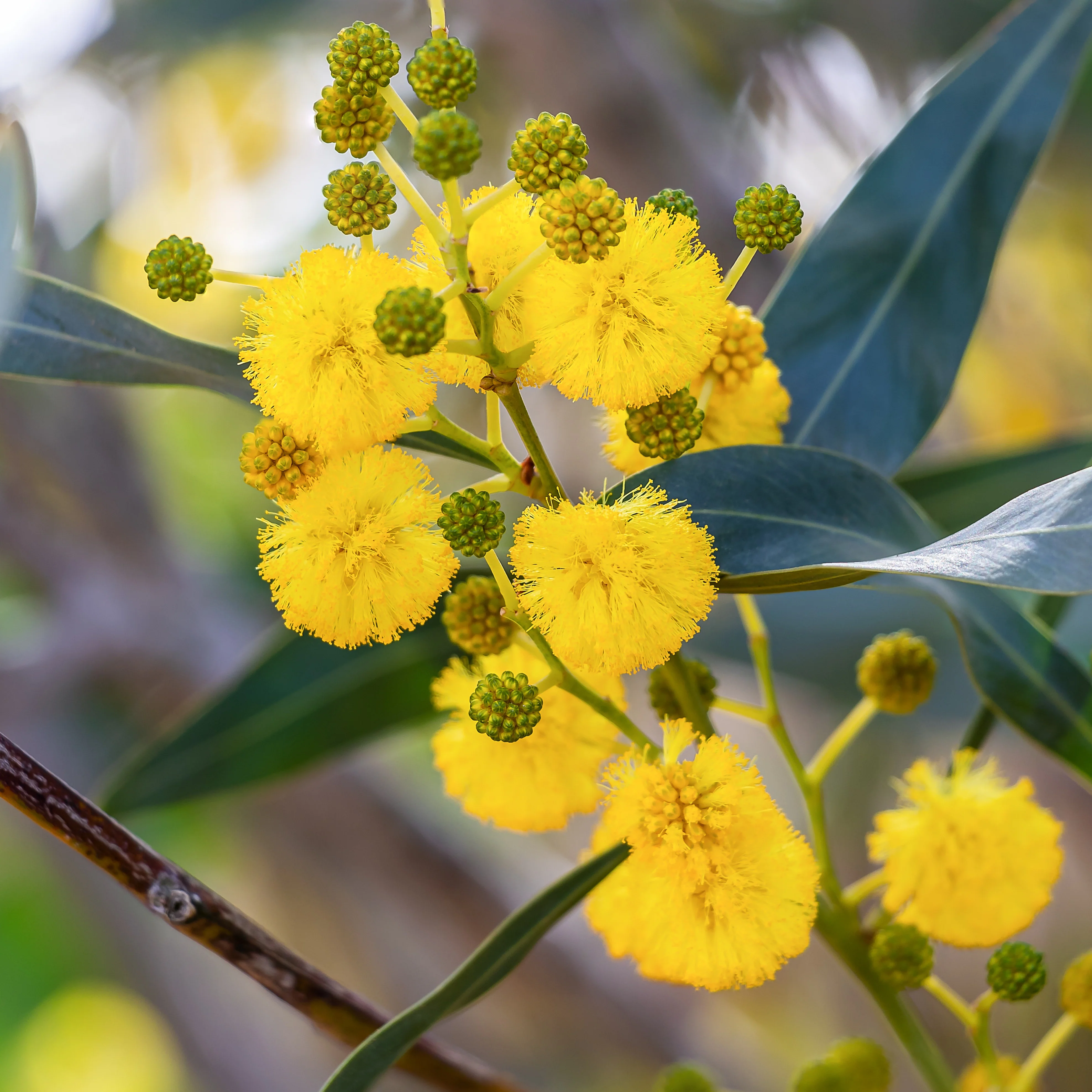 Mimosa der vier seizoenen - Image 3