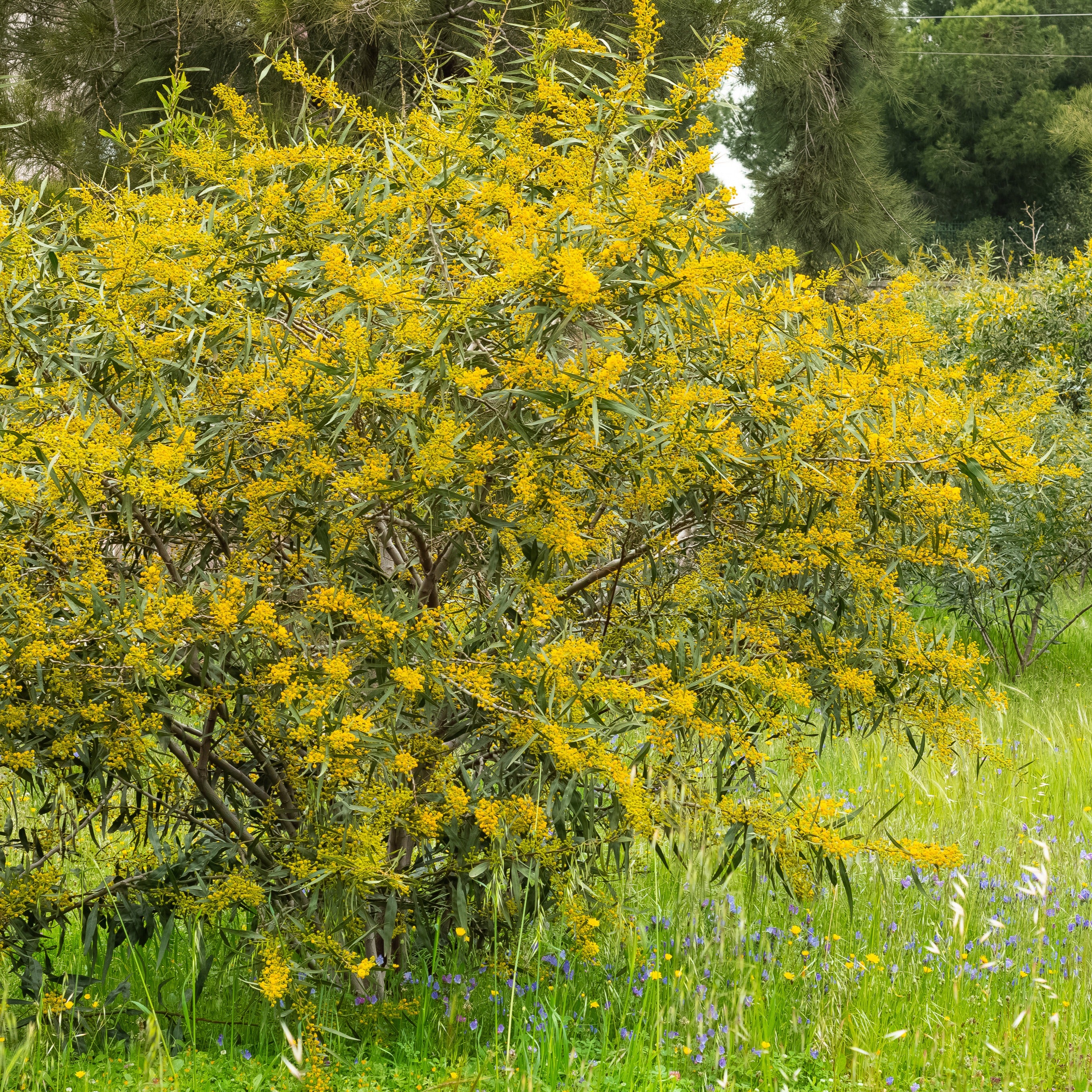 Mimosa der vier seizoenen - Image 4