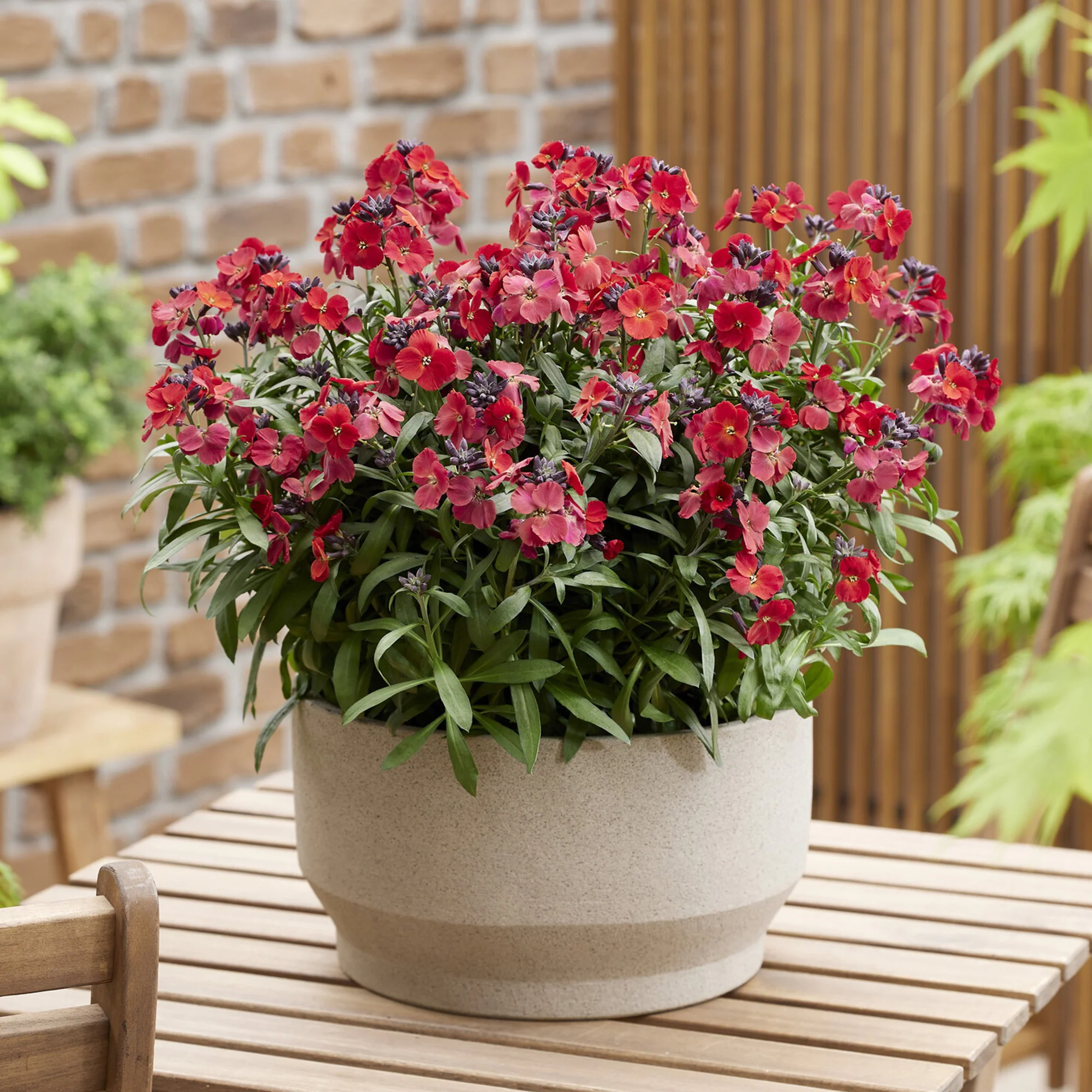 Muurbloem 'Colour Vibe Red®'