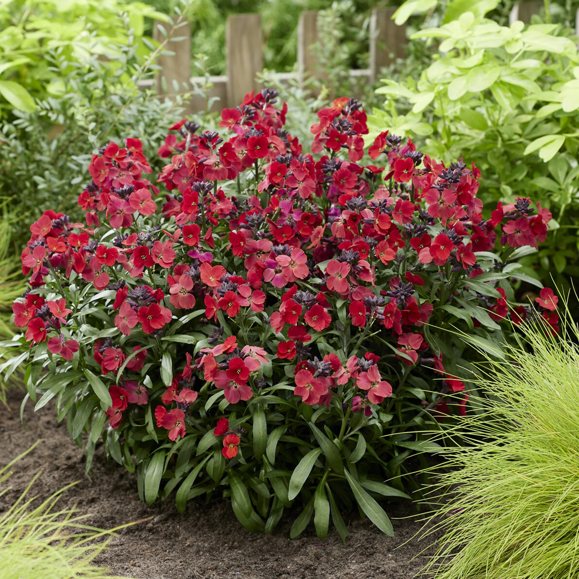 Muurbloem 'Colour Vibe Red®' - Image 3