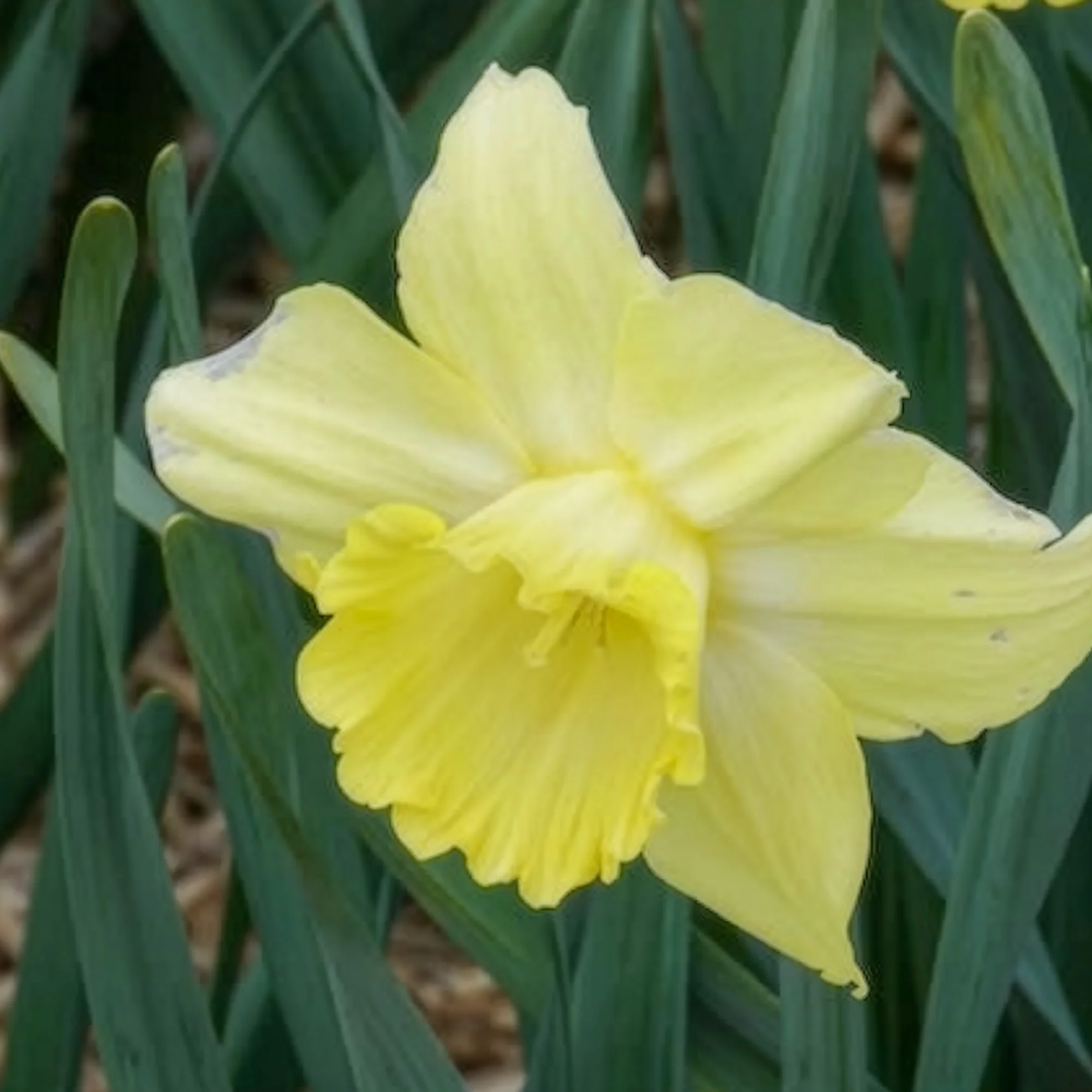 Narcissen met grote kroon Avalon (x5) - Image 2