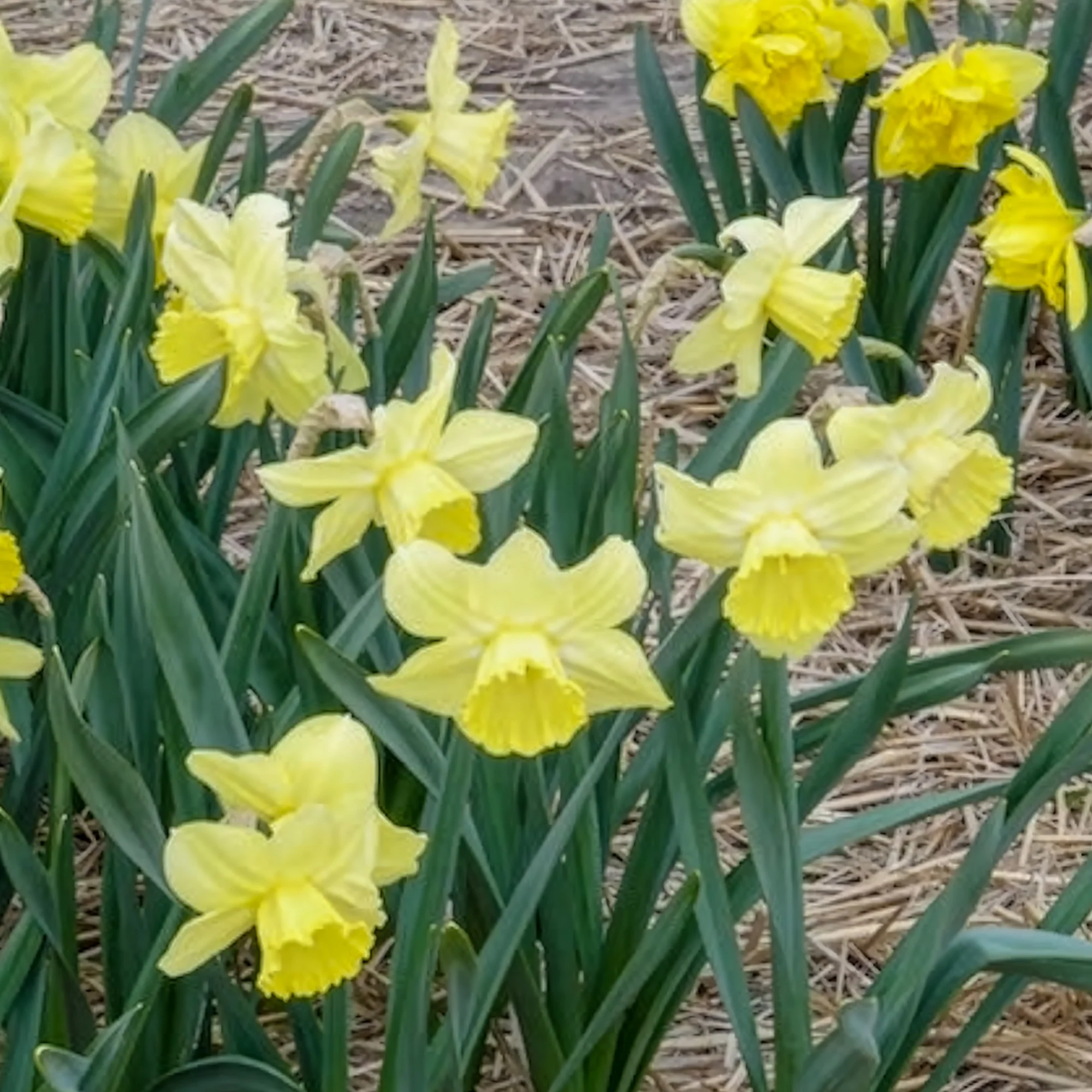Narcissen met grote kroon Avalon (x5) - Image 7