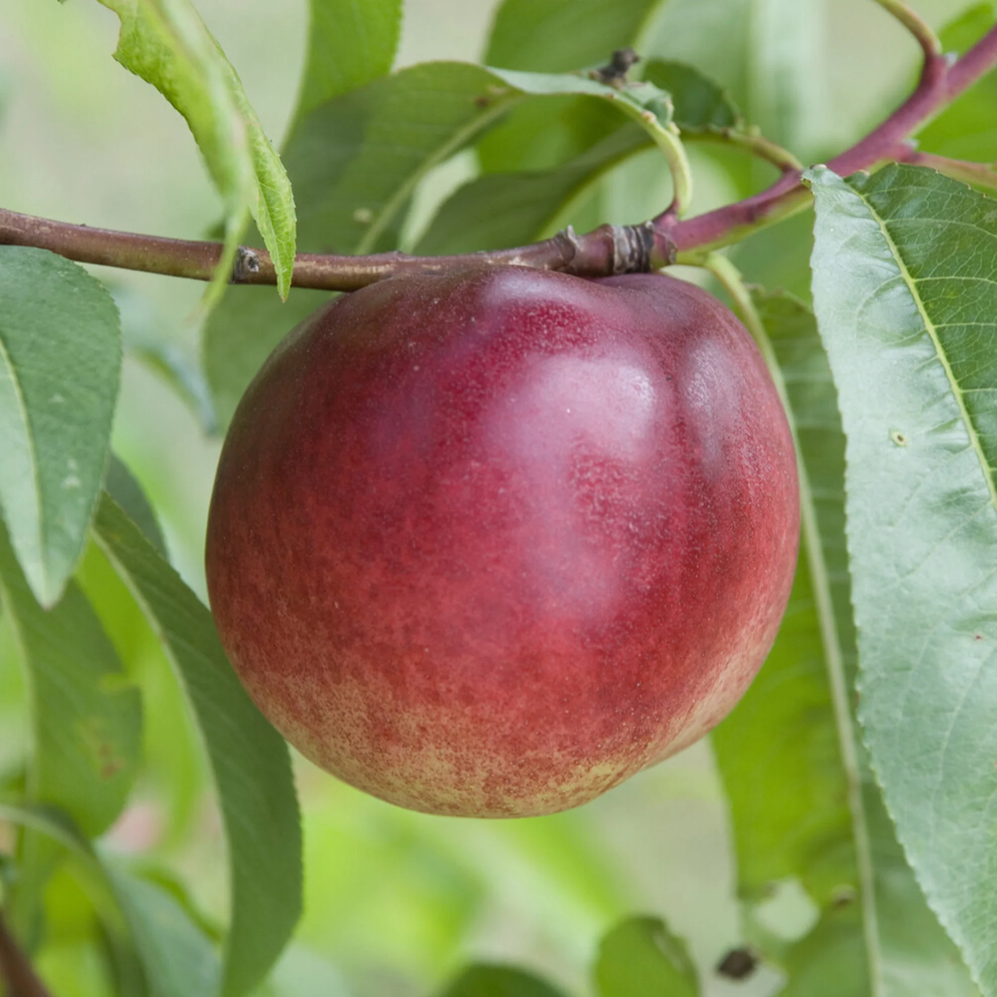 Nectarine 'Nectared - Image 3