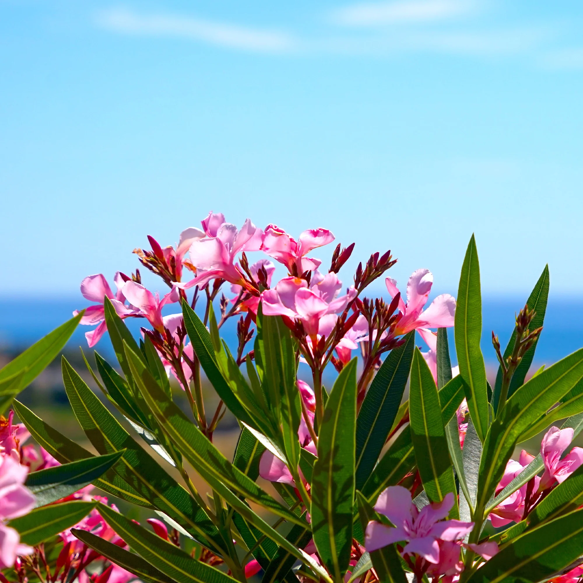 Oleander - Image 6