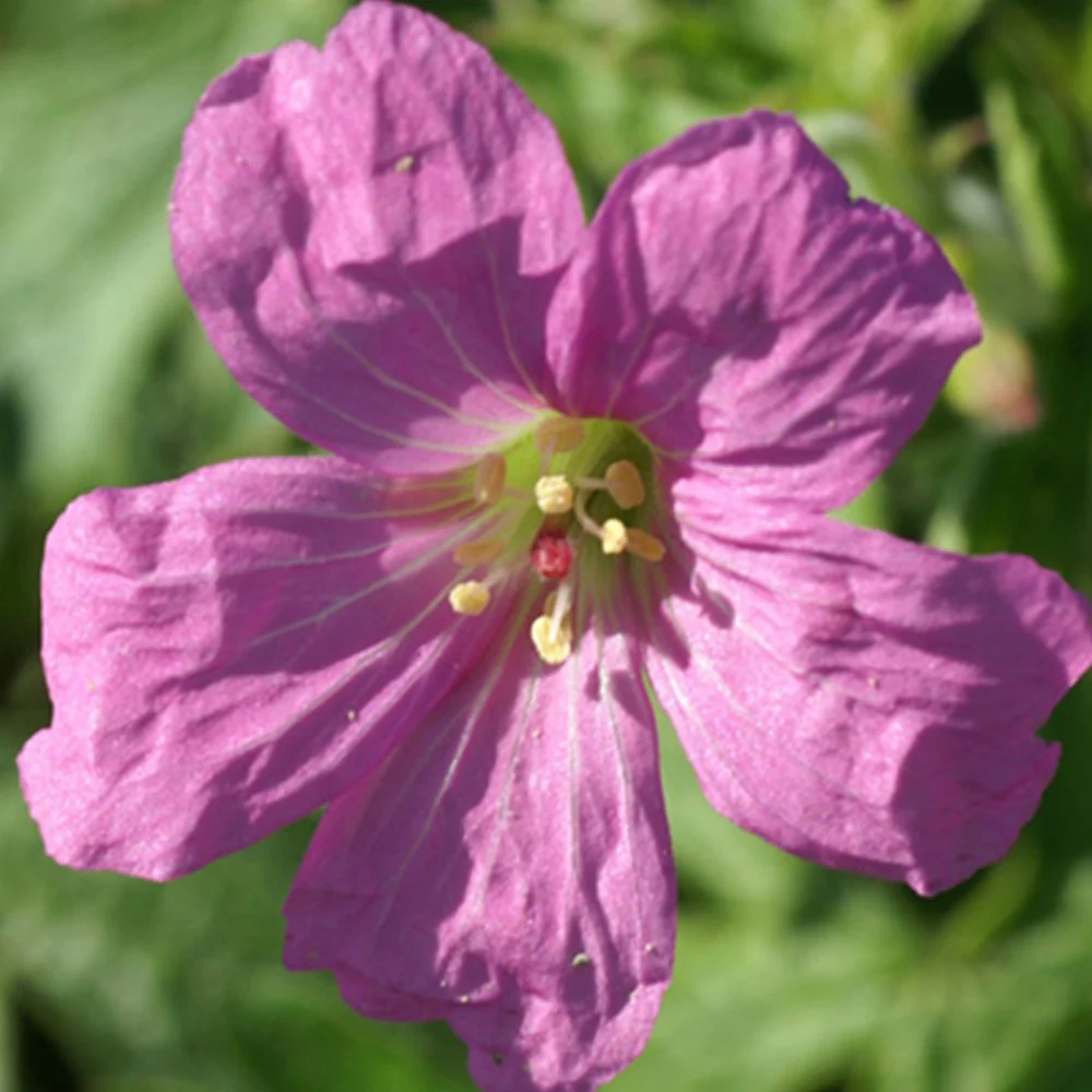 Ooievaarsbek 'Rosenlicht'