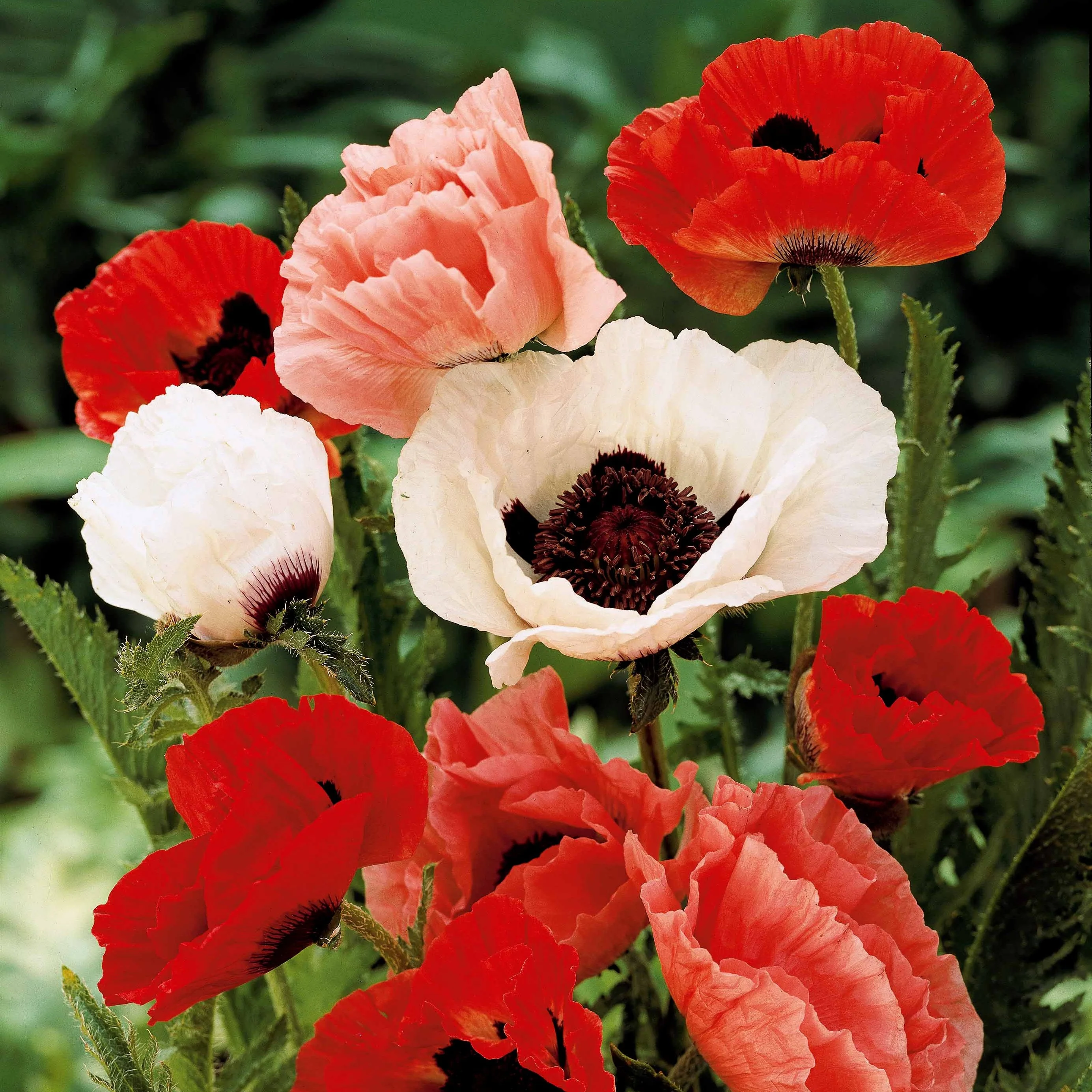 Oosterse klaproos (x3) - Image 2