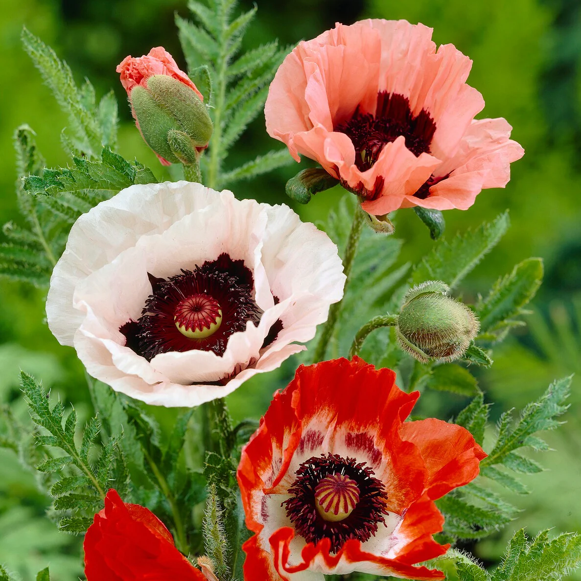 Oosterse klaproos (x3) - Image 3