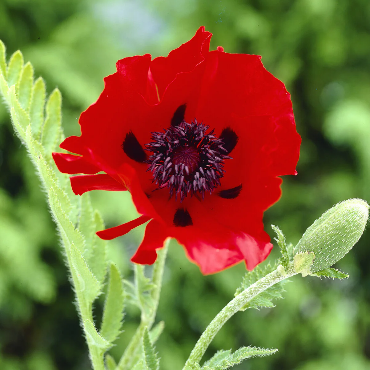 Oosterse klaproos 'Beauty of Livermere'