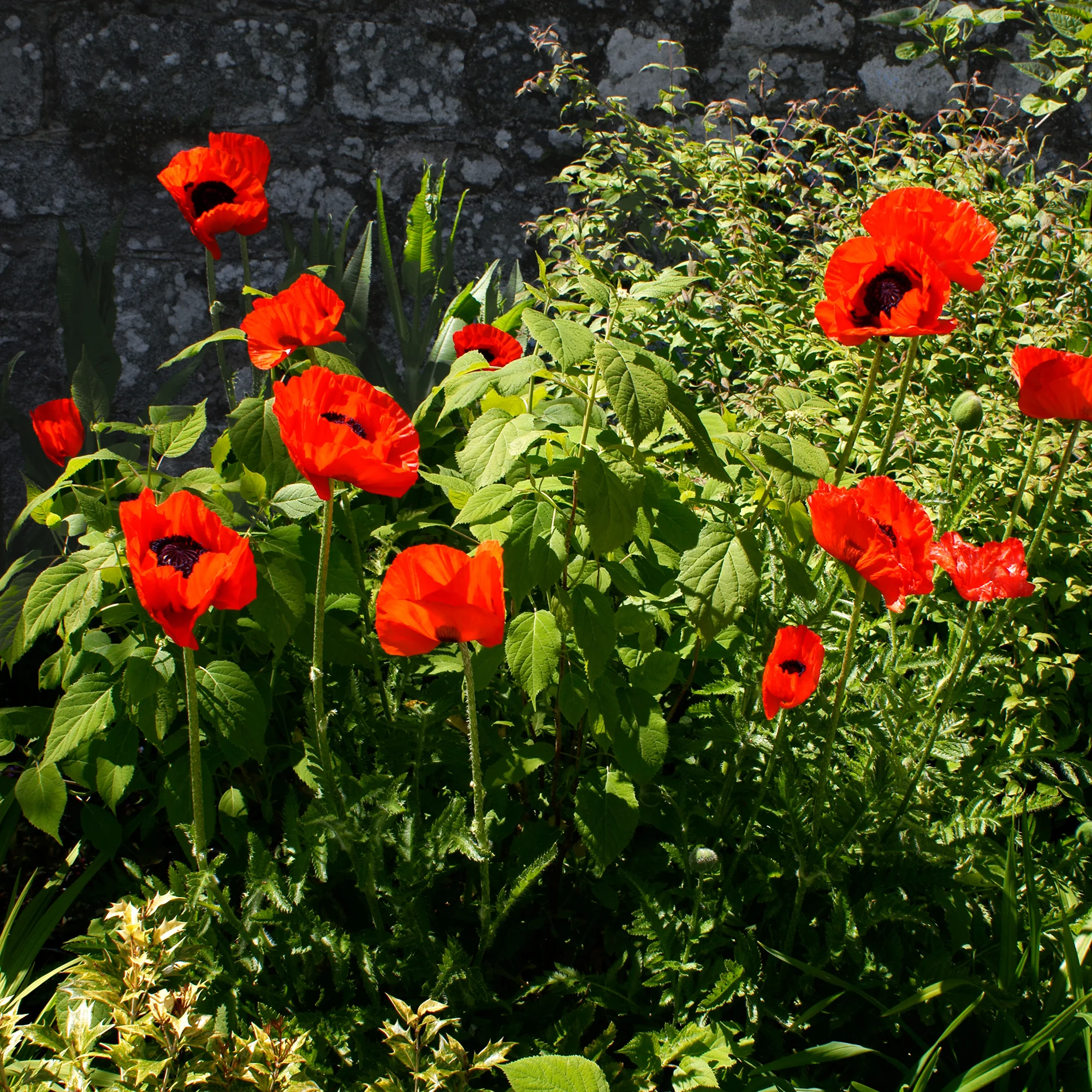 Oosterse klaproos 'Beauty of Livermere' - Image 2