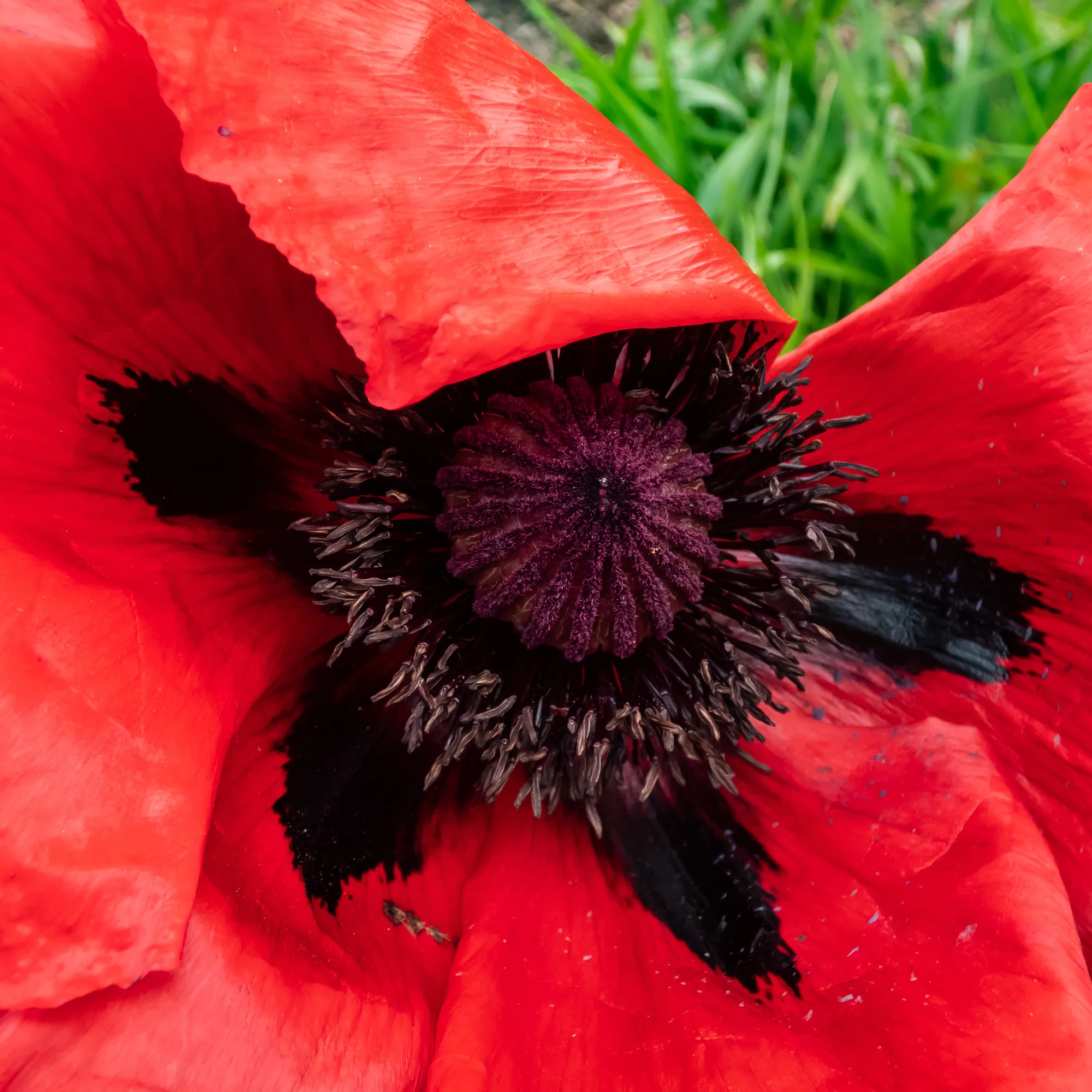 Oosterse klaproos 'Beauty of Livermere' - Image 3