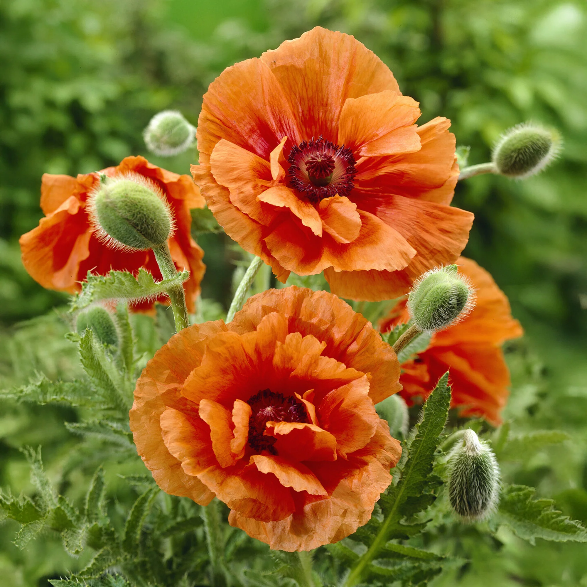 Oosterse klaproos 'Harvest Moon'
