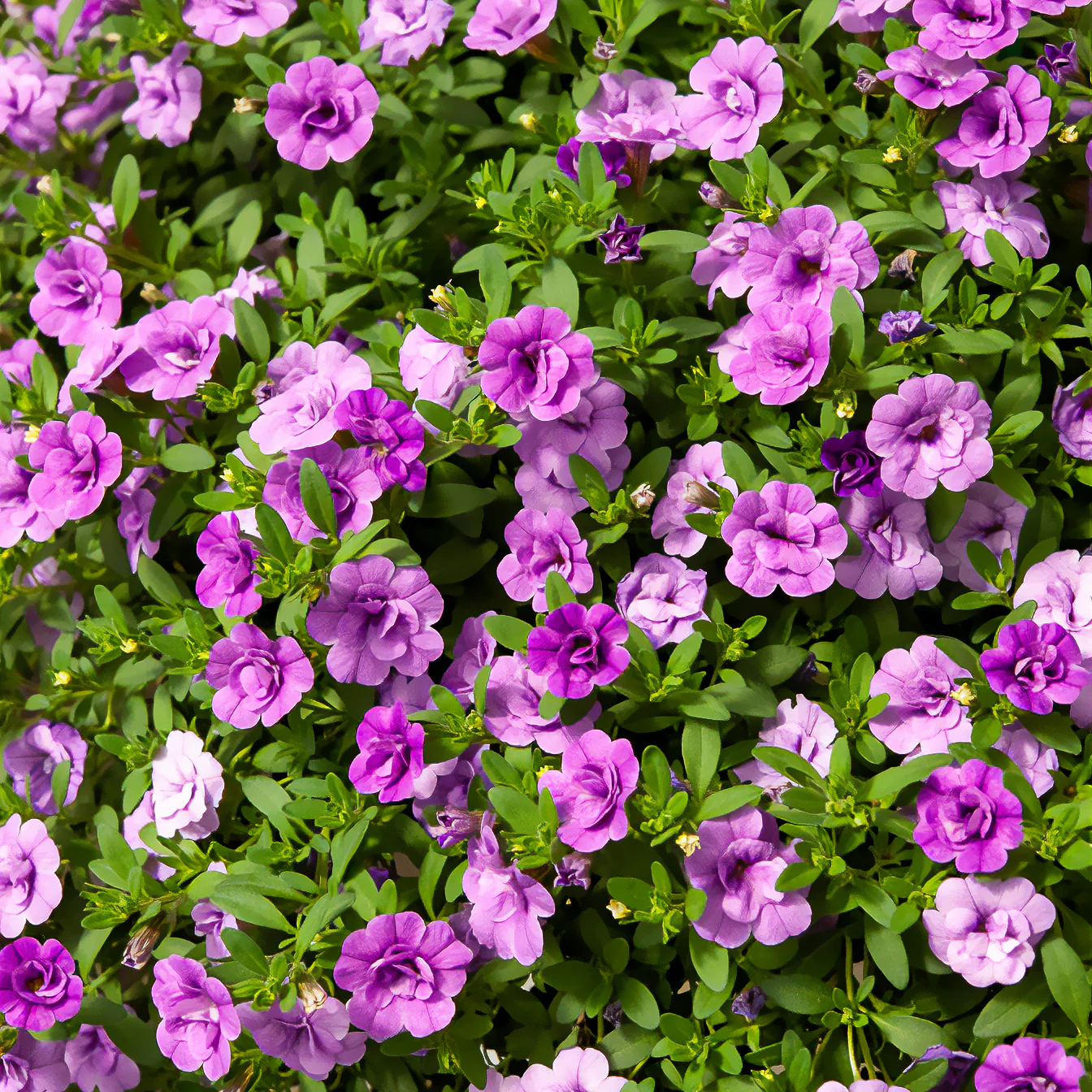 Paarse dubbelbloemige mini-petunia (x3)