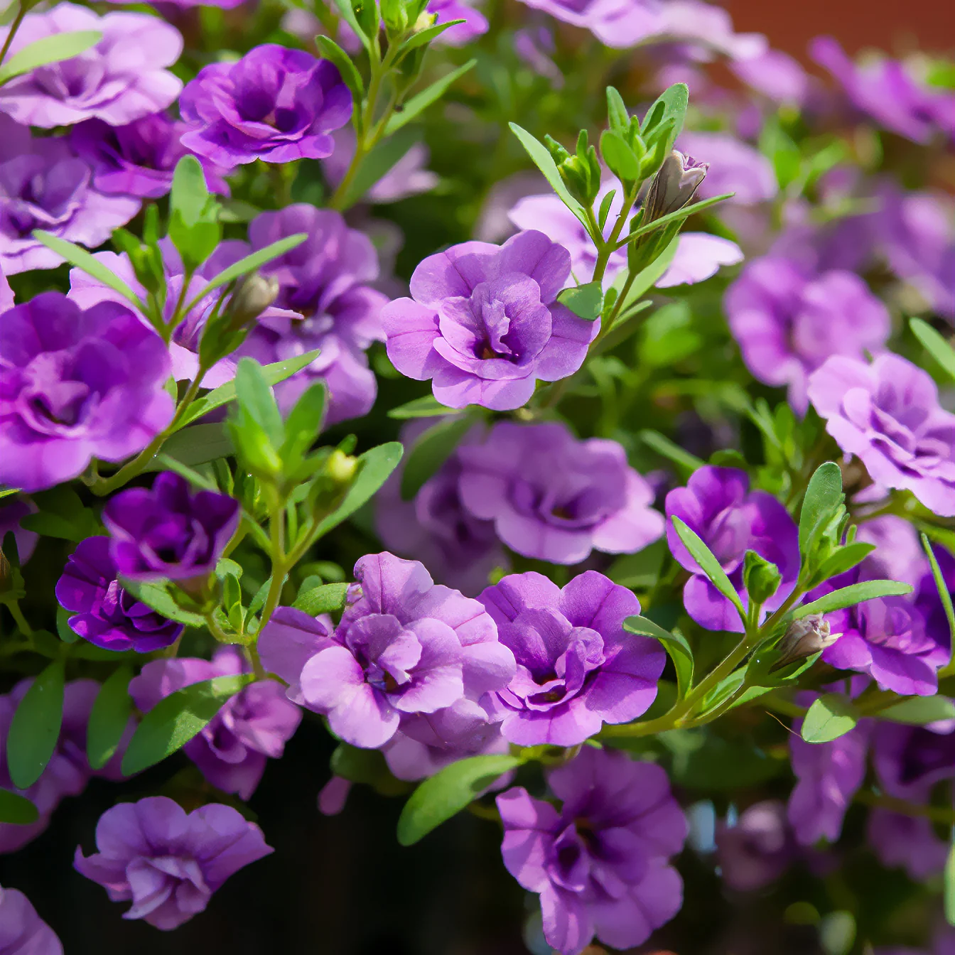 Paarse dubbelbloemige mini-petunia (x3) - Image 2