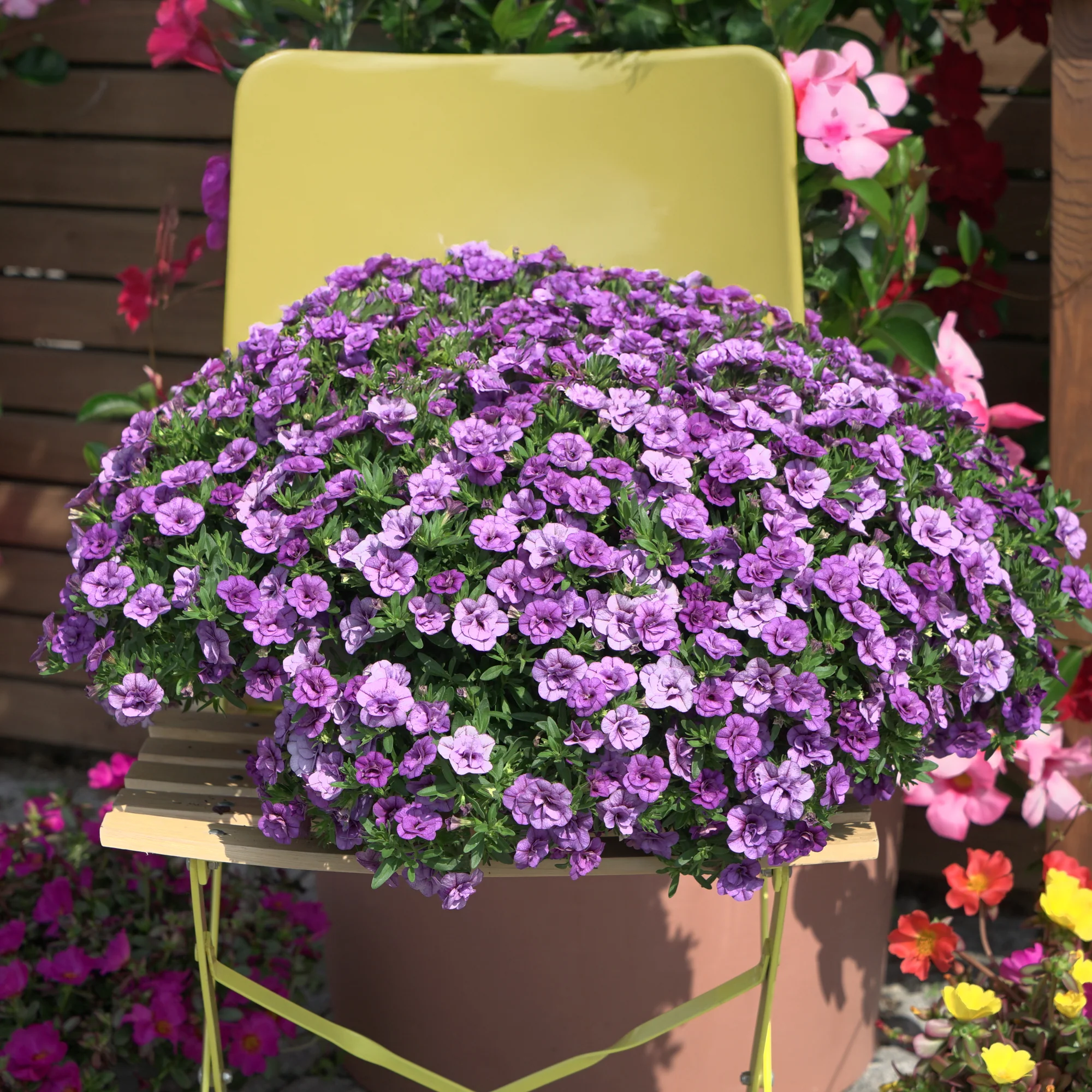 Paarse dubbelbloemige mini-petunia (x3) - Image 3