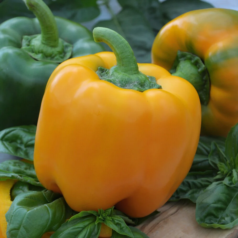Paprika 'Yellow California Wonder' - Image 3