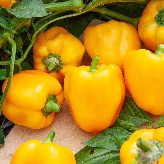 Paprika 'Yellow California Wonder' - Image 4