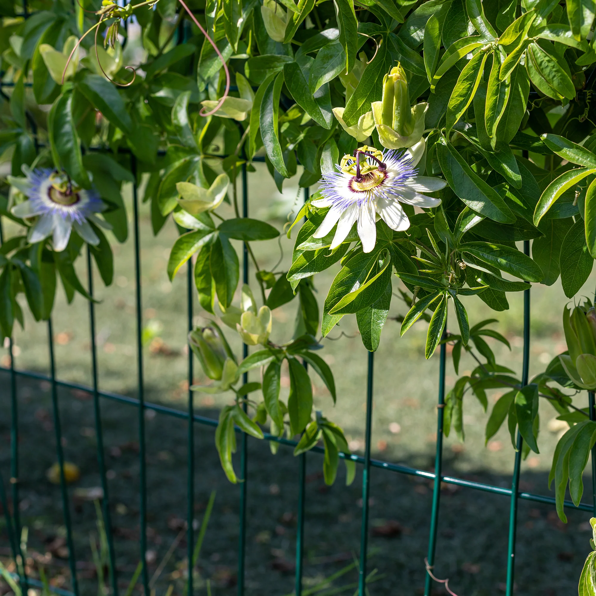 Passiebloem 2 Liter pot - Image 5