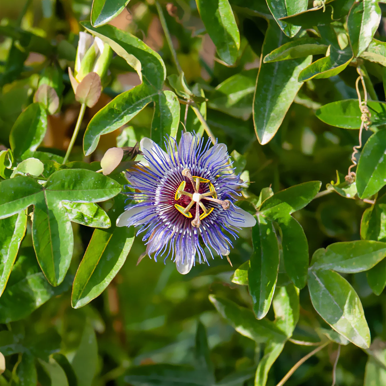 Passiebloem 'Purple Rain' - Image 2