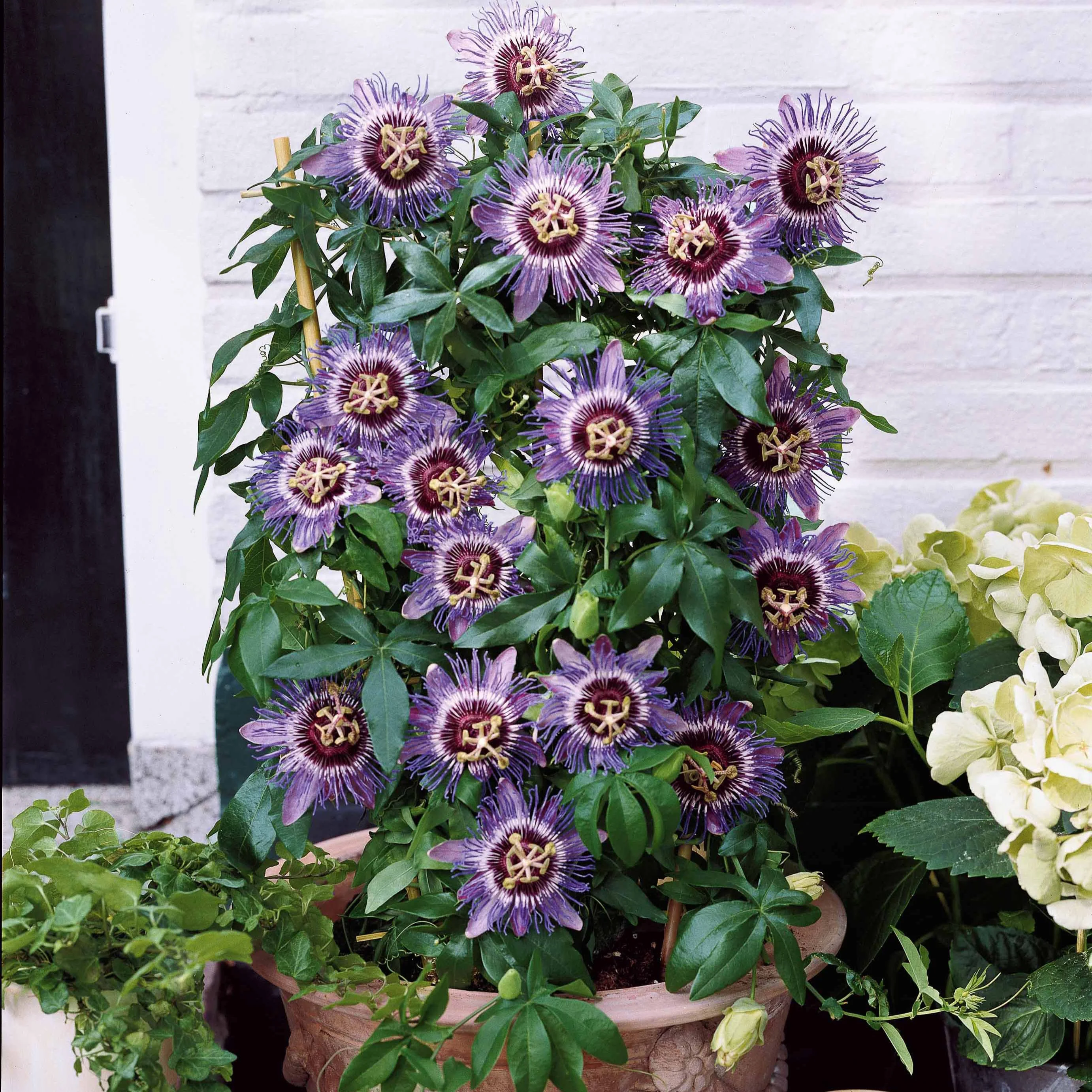 Passiebloem 'Purple Rain' - Image 3